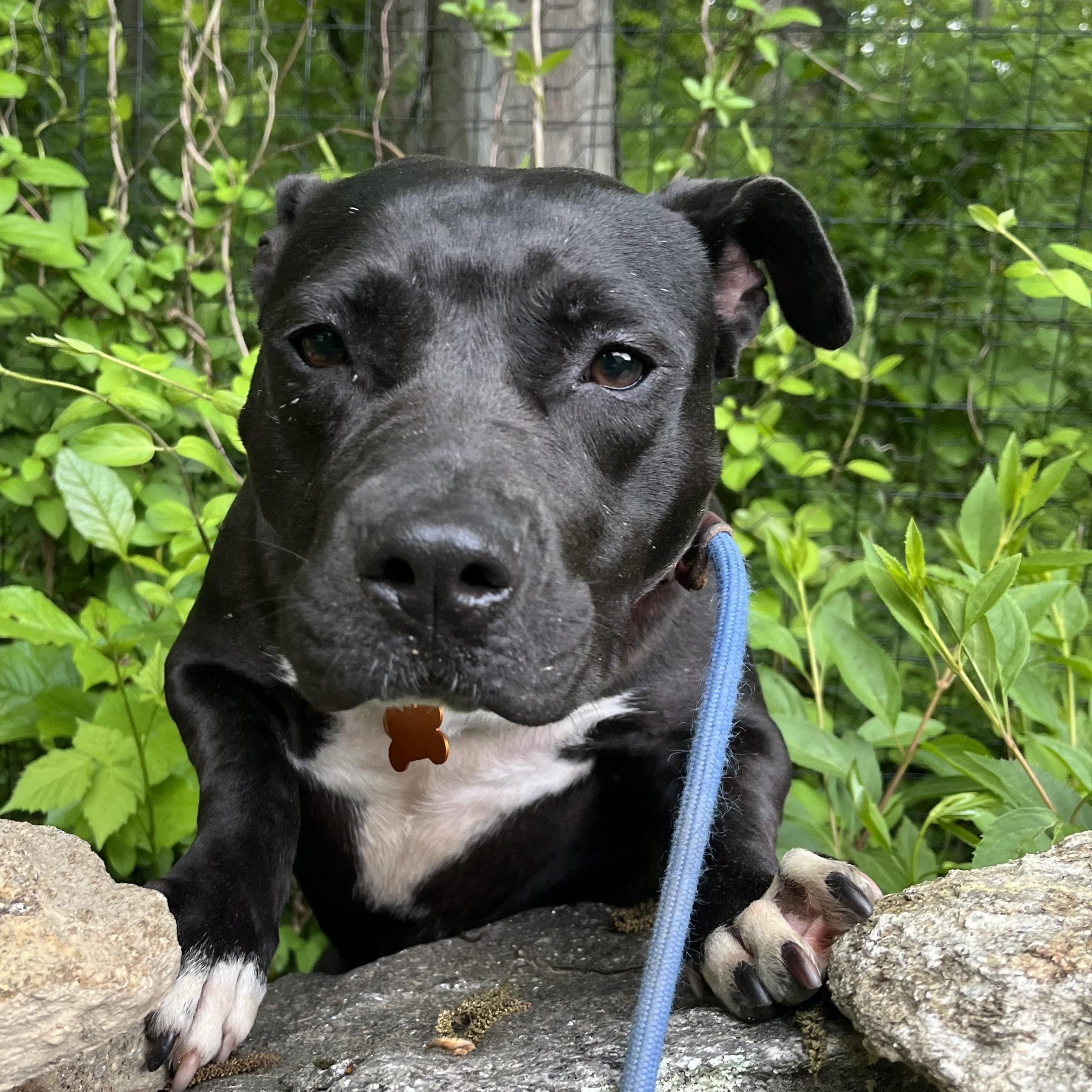 Enlarge Tina Turner (pending), a Adoptable Pit Bull Terrier in Cranston, RI image 6/6