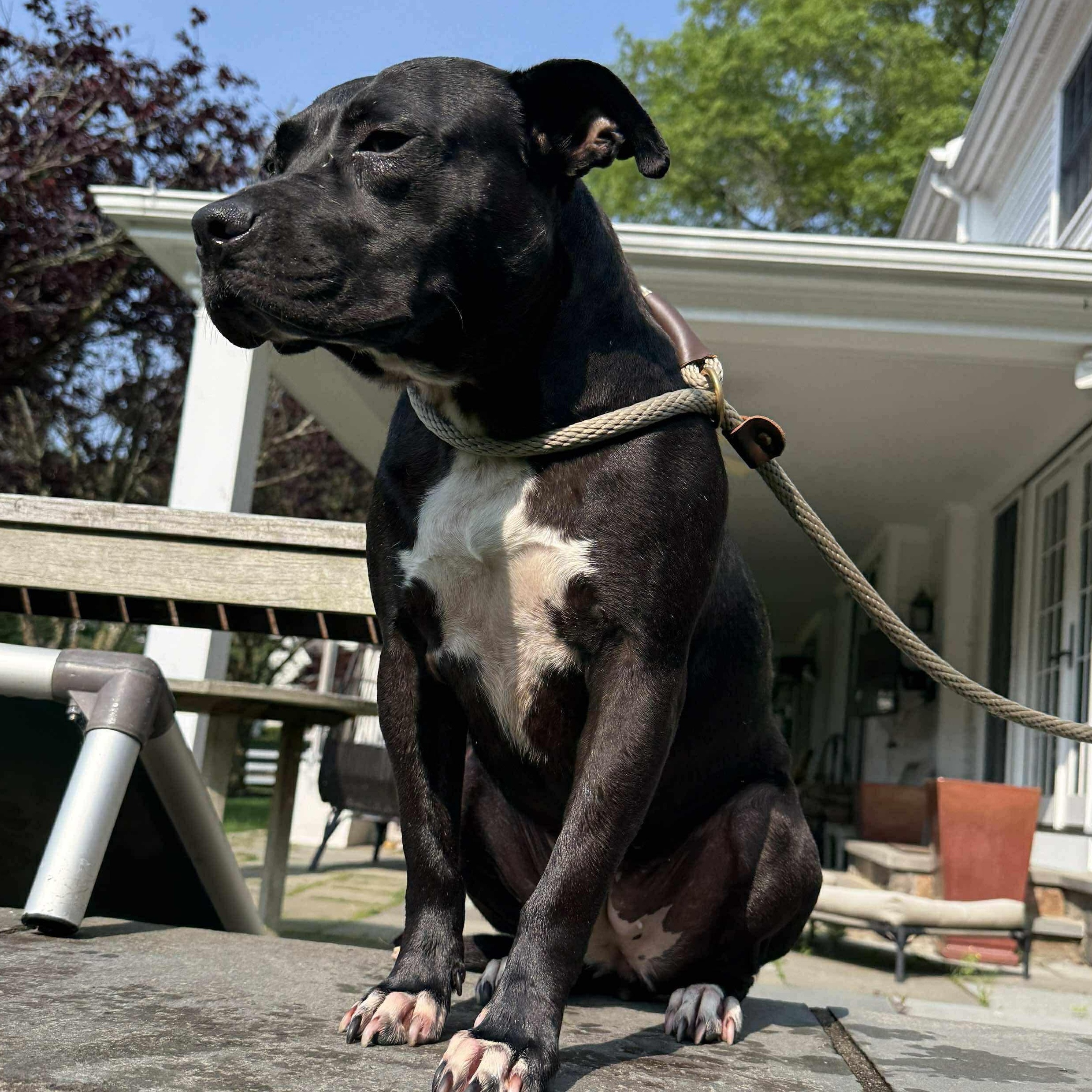 Tina Turner, Adult Female Pit Bull Terrier