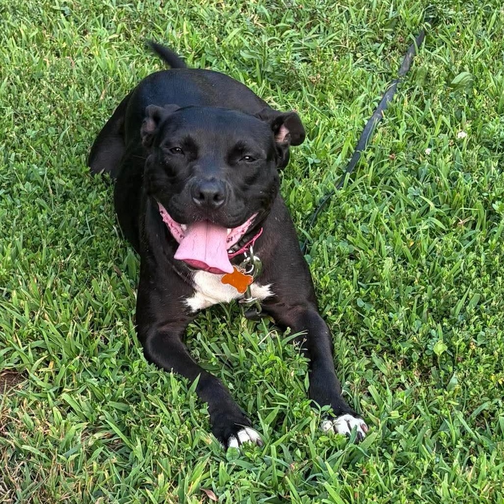 Enlarge Tina Turner (pending), a Adoptable Pit Bull Terrier in Cranston, RI image 5/6