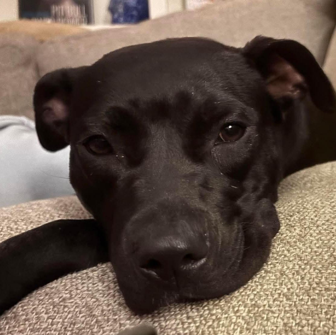 Enlarge Tina Turner (pending), a Adoptable Pit Bull Terrier in Cranston, RI image 3/6