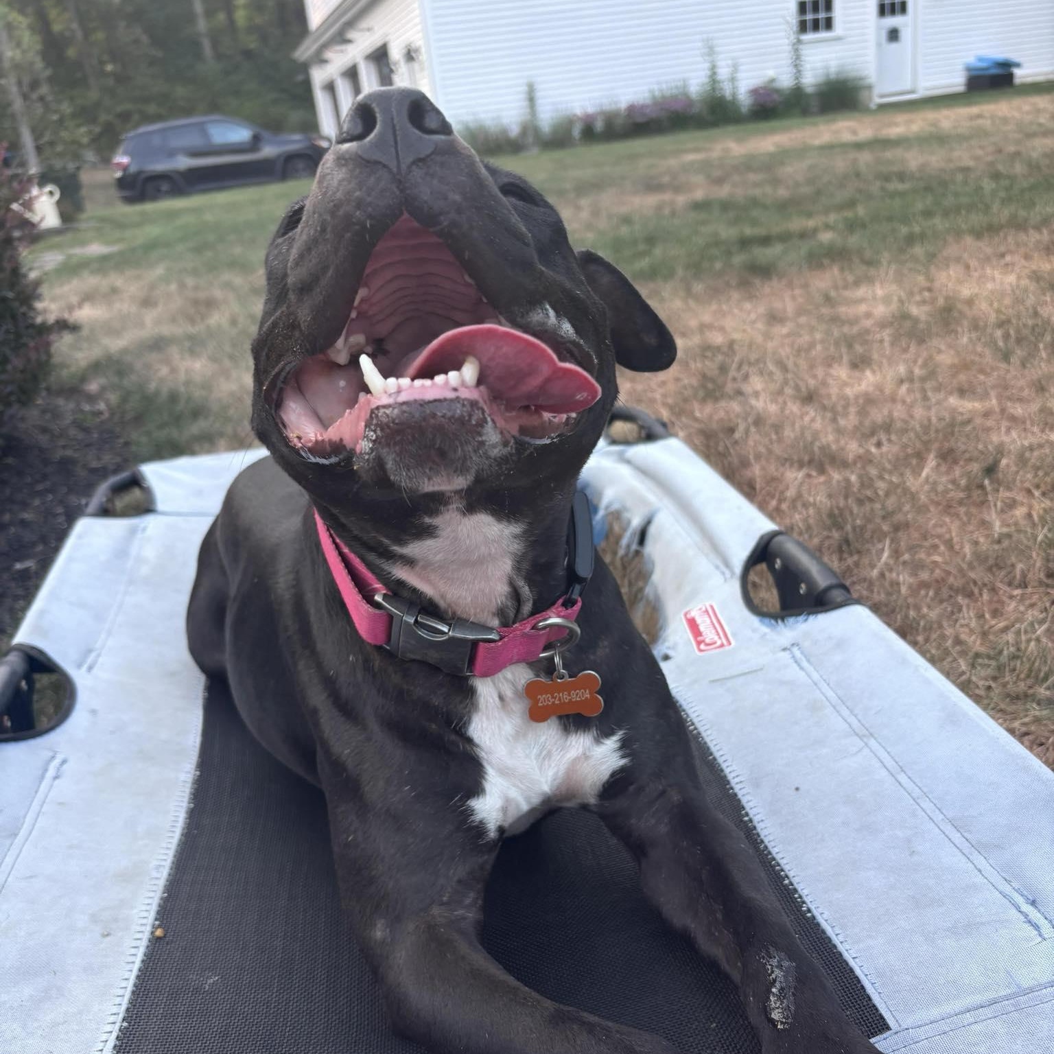 Enlarge Tina Turner (pending), a Adoptable Pit Bull Terrier in Cranston, RI image 2/6