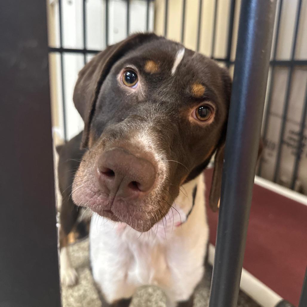 Enlarge Scarlet, a Adoptable German Shorthaired Pointer in Tipton, IN image 1/6