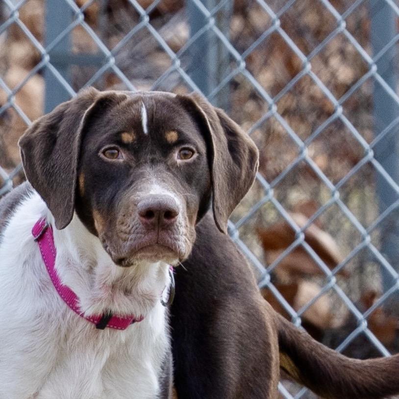 Enlarge Scarlet, a Adoptable German Shorthaired Pointer in Tipton, IN image 2/6