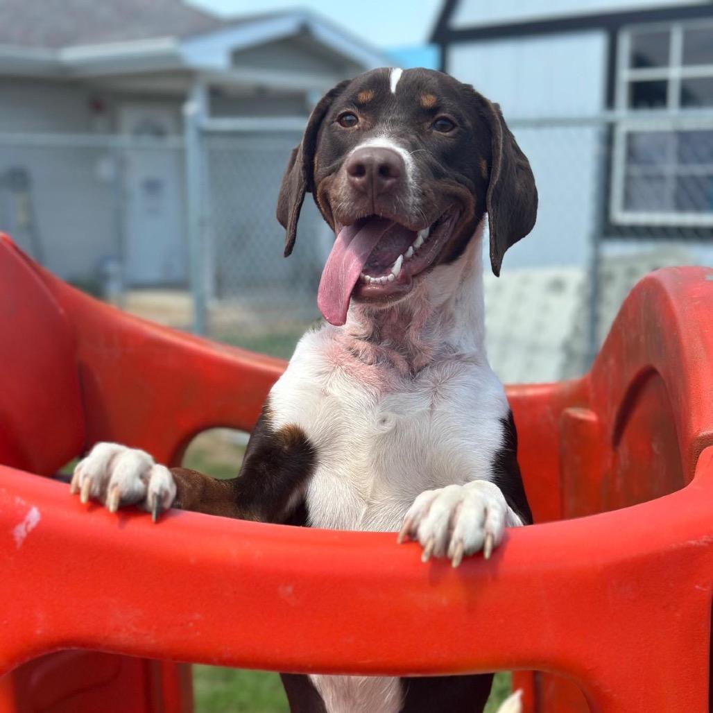 Enlarge Scarlet, a Adoptable German Shorthaired Pointer in Tipton, IN image 3/6