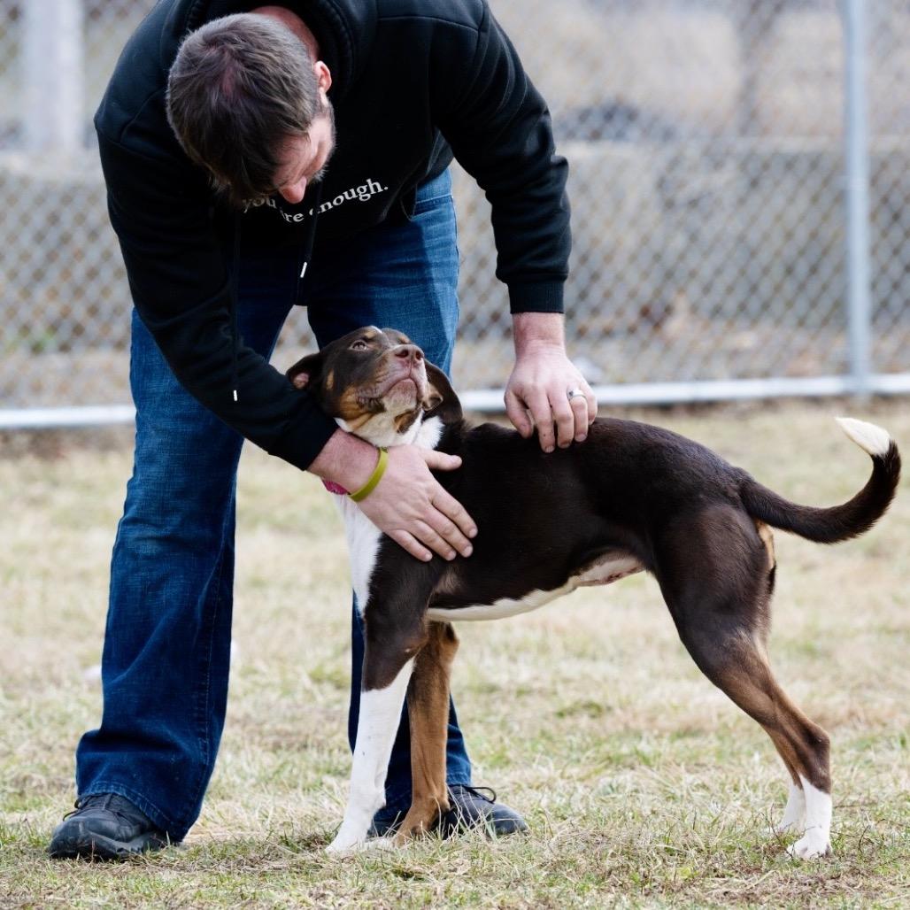 Enlarge Scarlet, a Adoptable German Shorthaired Pointer in Tipton, IN image 4/6