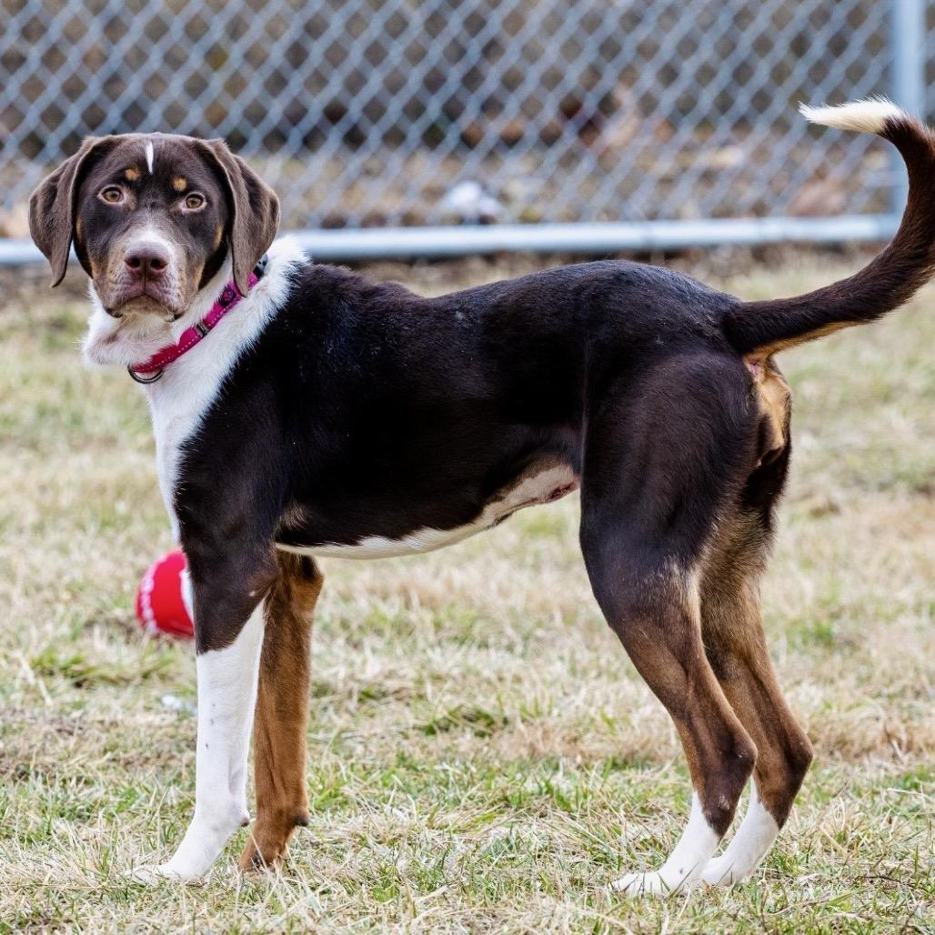 Enlarge Scarlet, a Adoptable German Shorthaired Pointer in Tipton, IN image 5/6