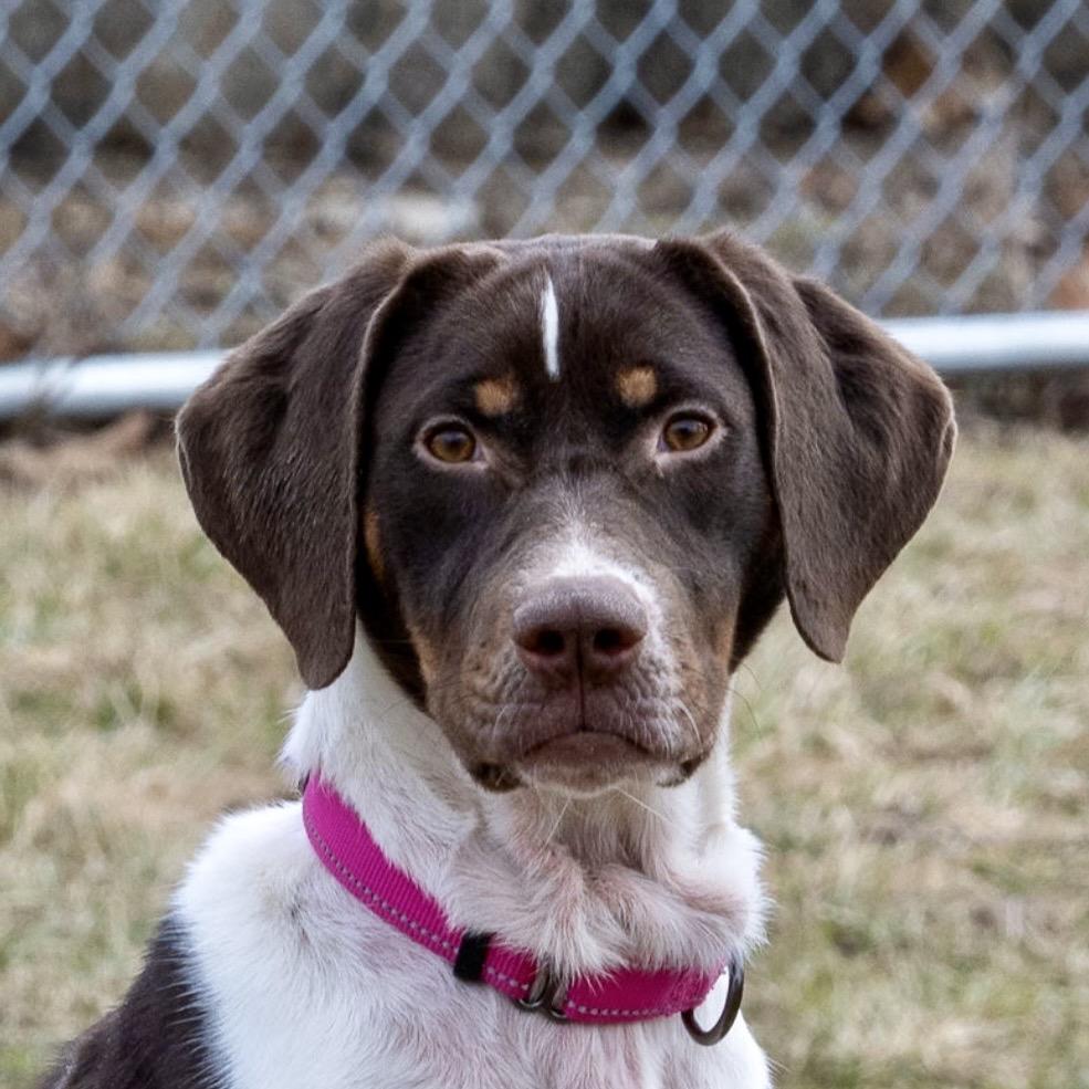 Enlarge Scarlet, a Adoptable German Shorthaired Pointer in Tipton, IN image 6/6