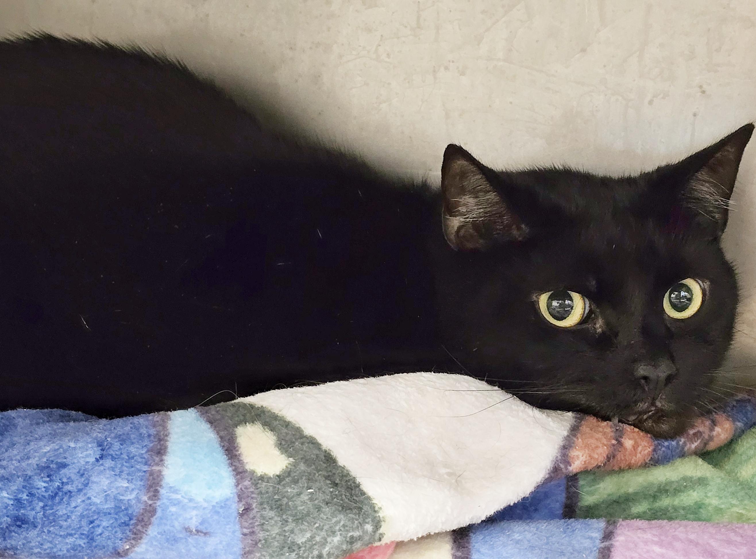 5-210 Swiffer, Adult Female Domestic Short Hair
