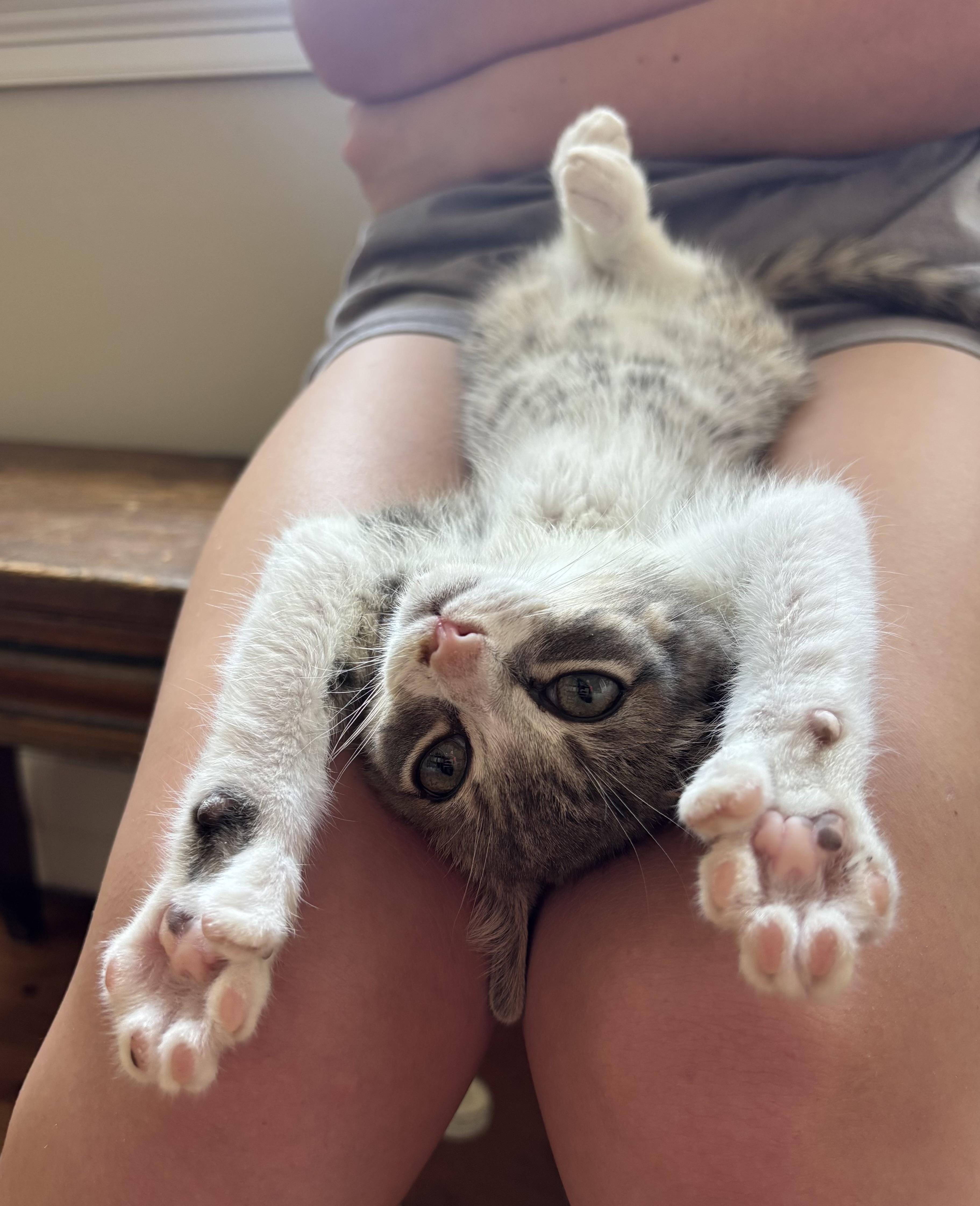 Oliver, adopted, Kitten Male Domestic Short Hair.