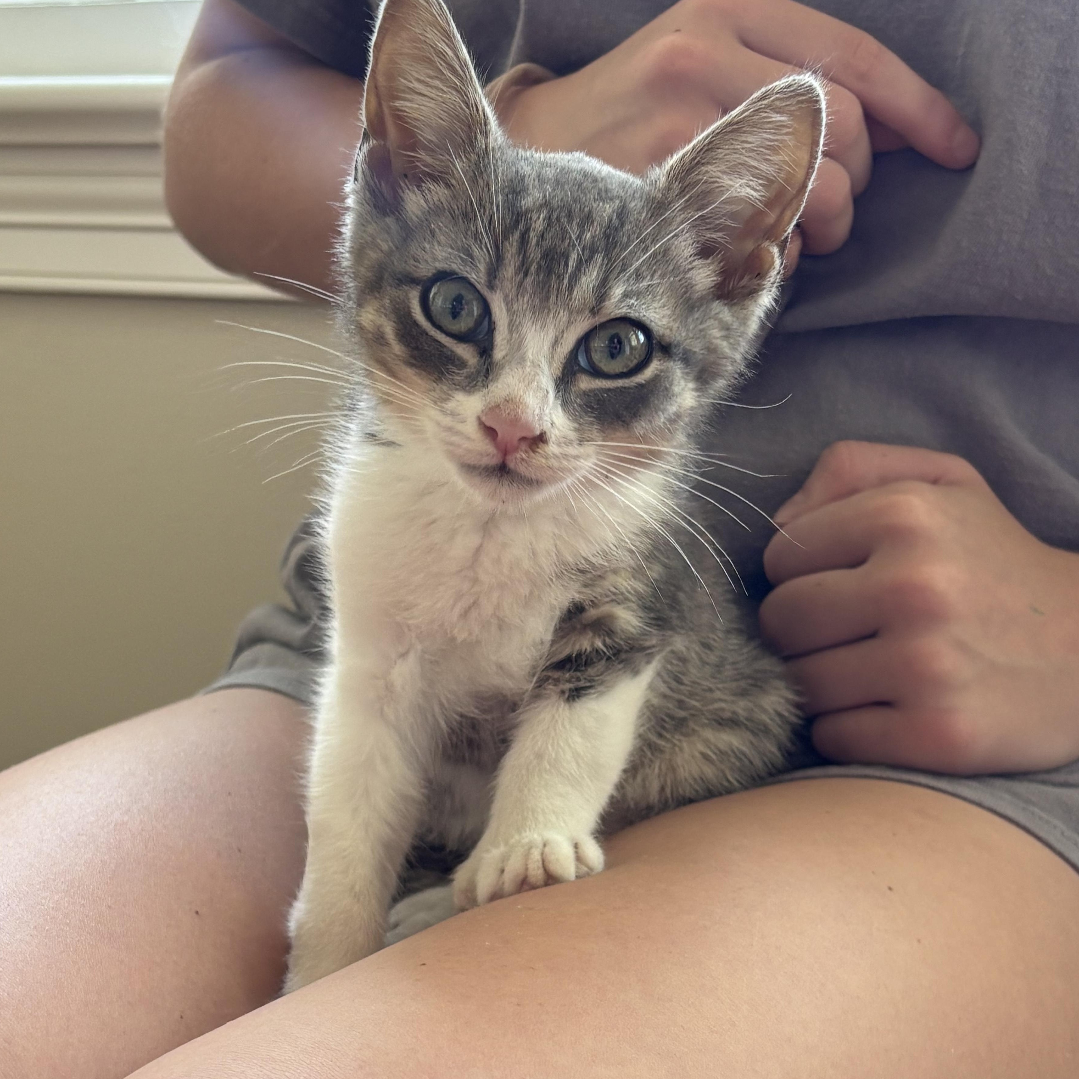 Enlarge Oliver, an adopted Domestic Short Hair in Queenstown, MD image 2/5