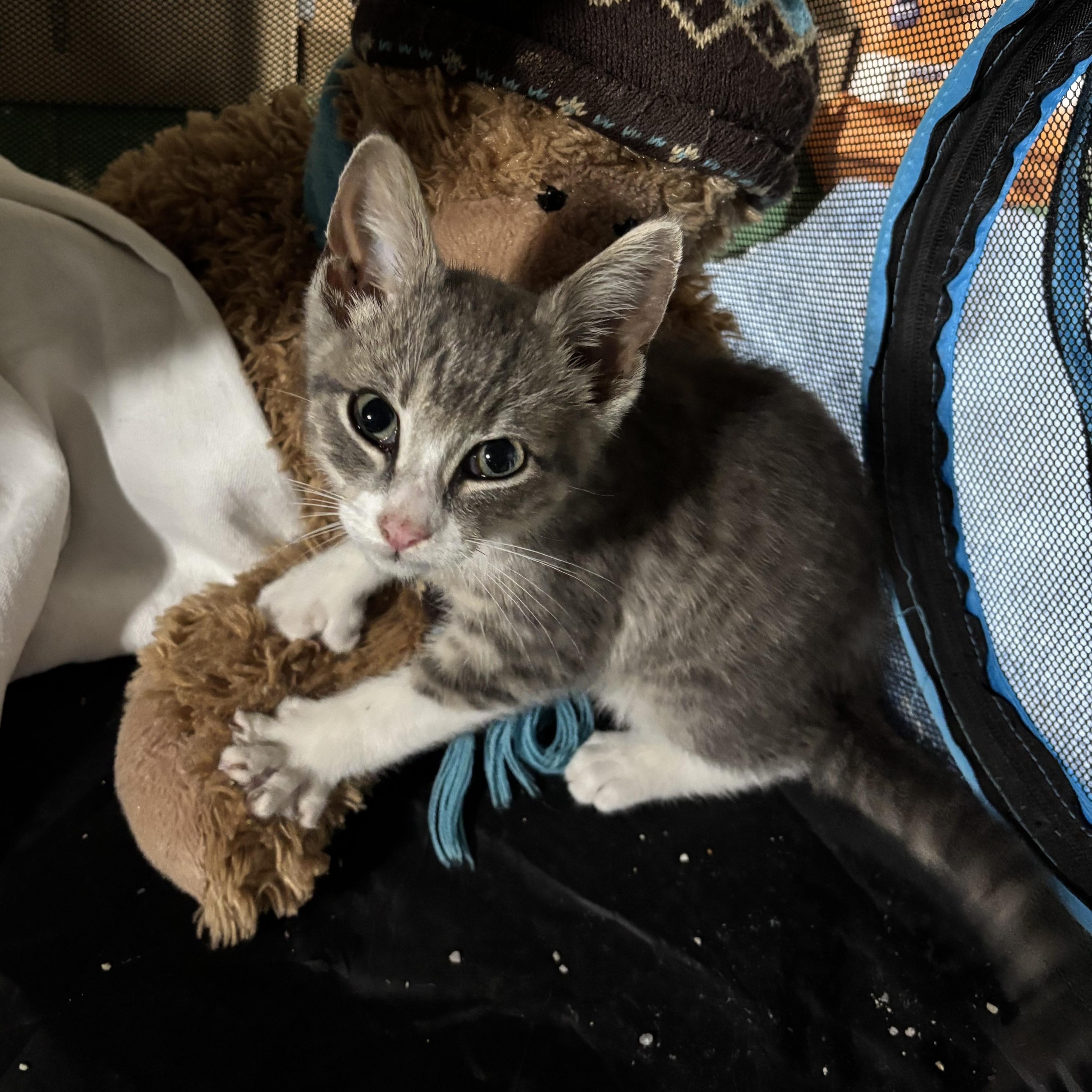 Enlarge Oliver, an adopted Domestic Short Hair in Queenstown, MD image 5/5
