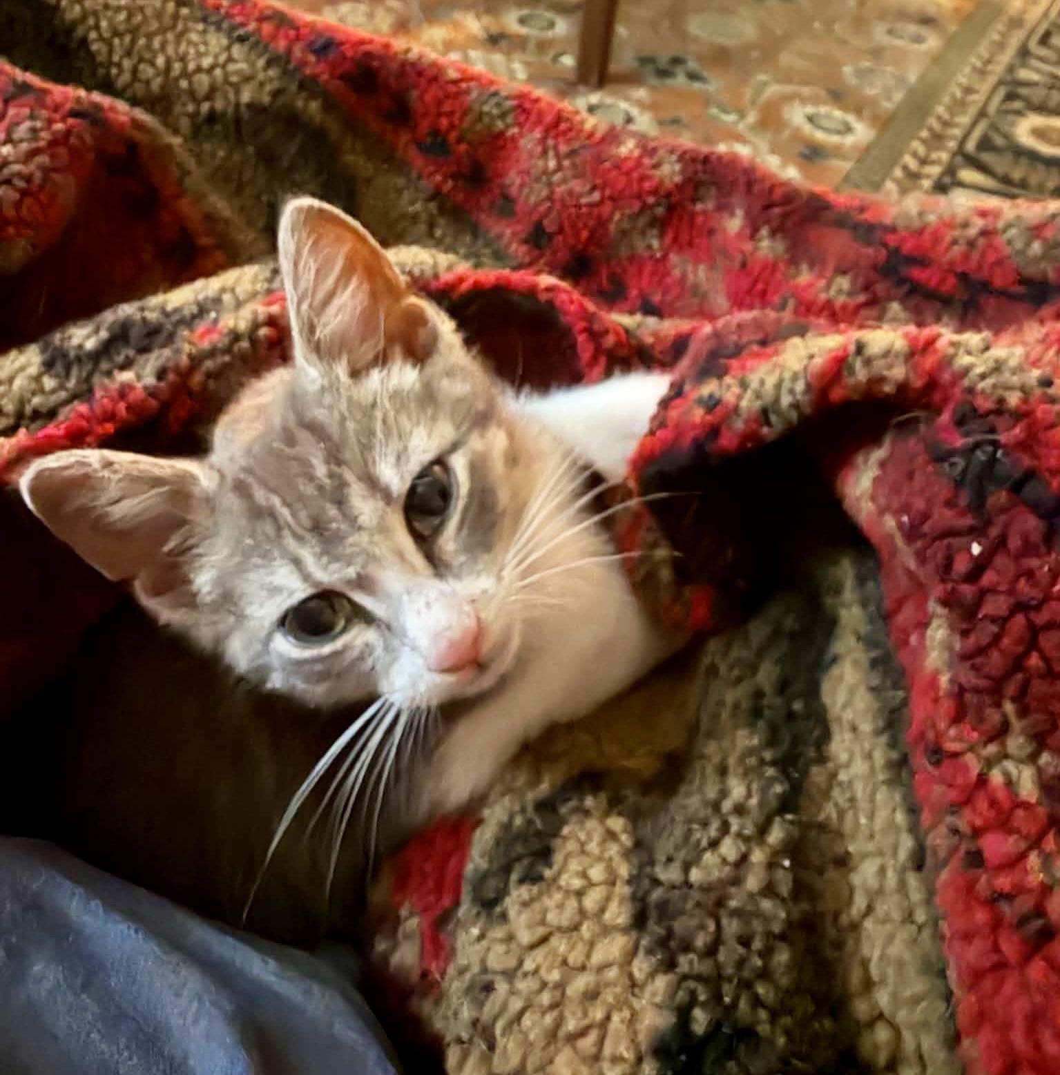 Enlarge Oliver, an adopted Domestic Short Hair in Queenstown, MD image 3/5