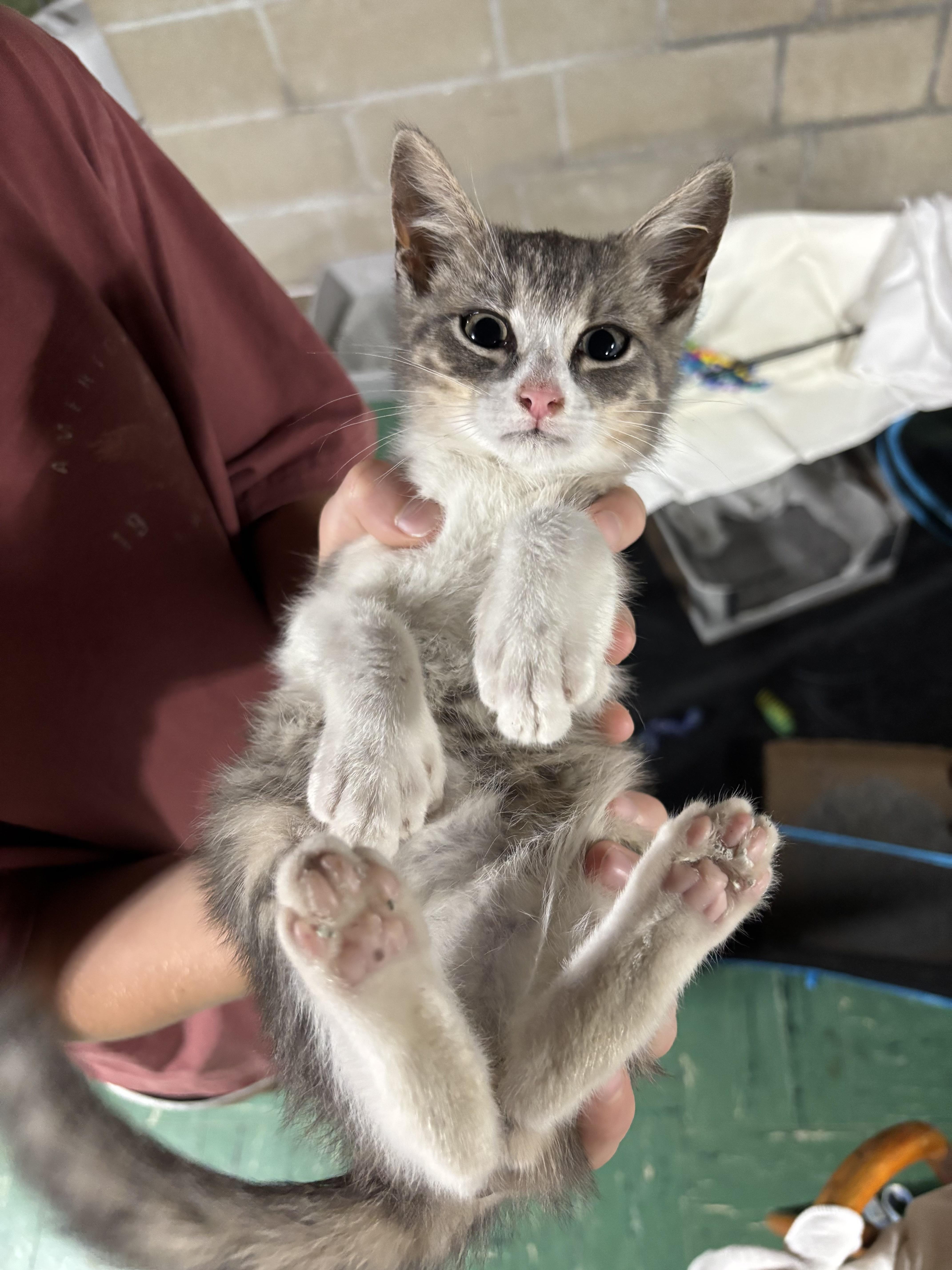 Enlarge Oliver, an adopted Domestic Short Hair in Queenstown, MD image 4/5