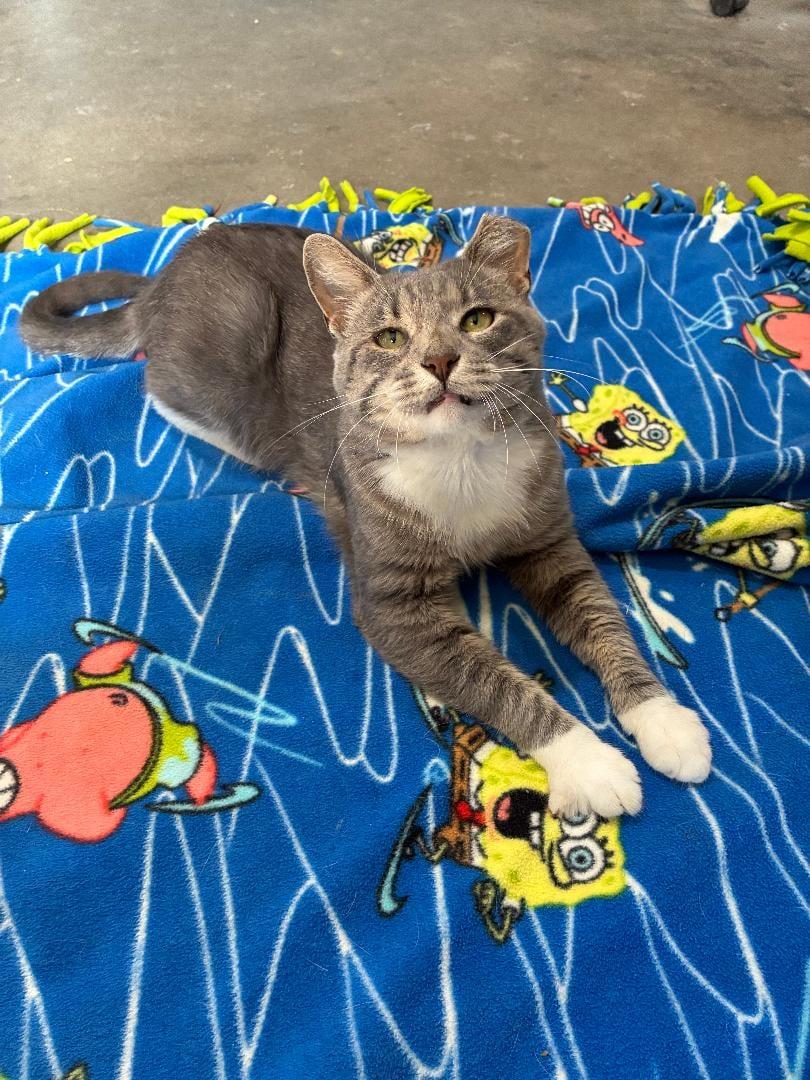 Astro, adopted, Adult Male Tabby & Domestic Short Hair.