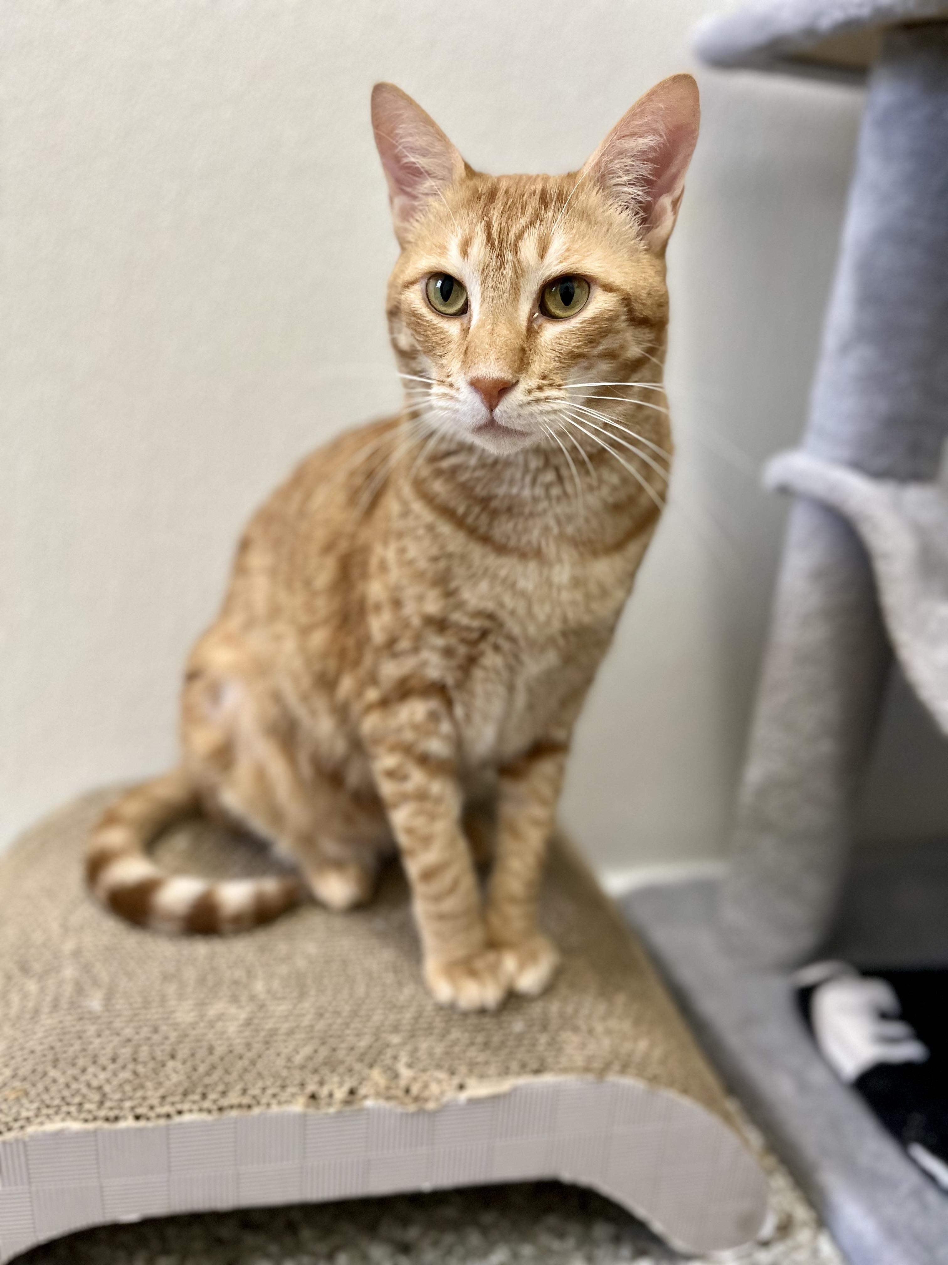 Georgina, a Adoptable Domestic Short Hair in Seville, OH image 1/2