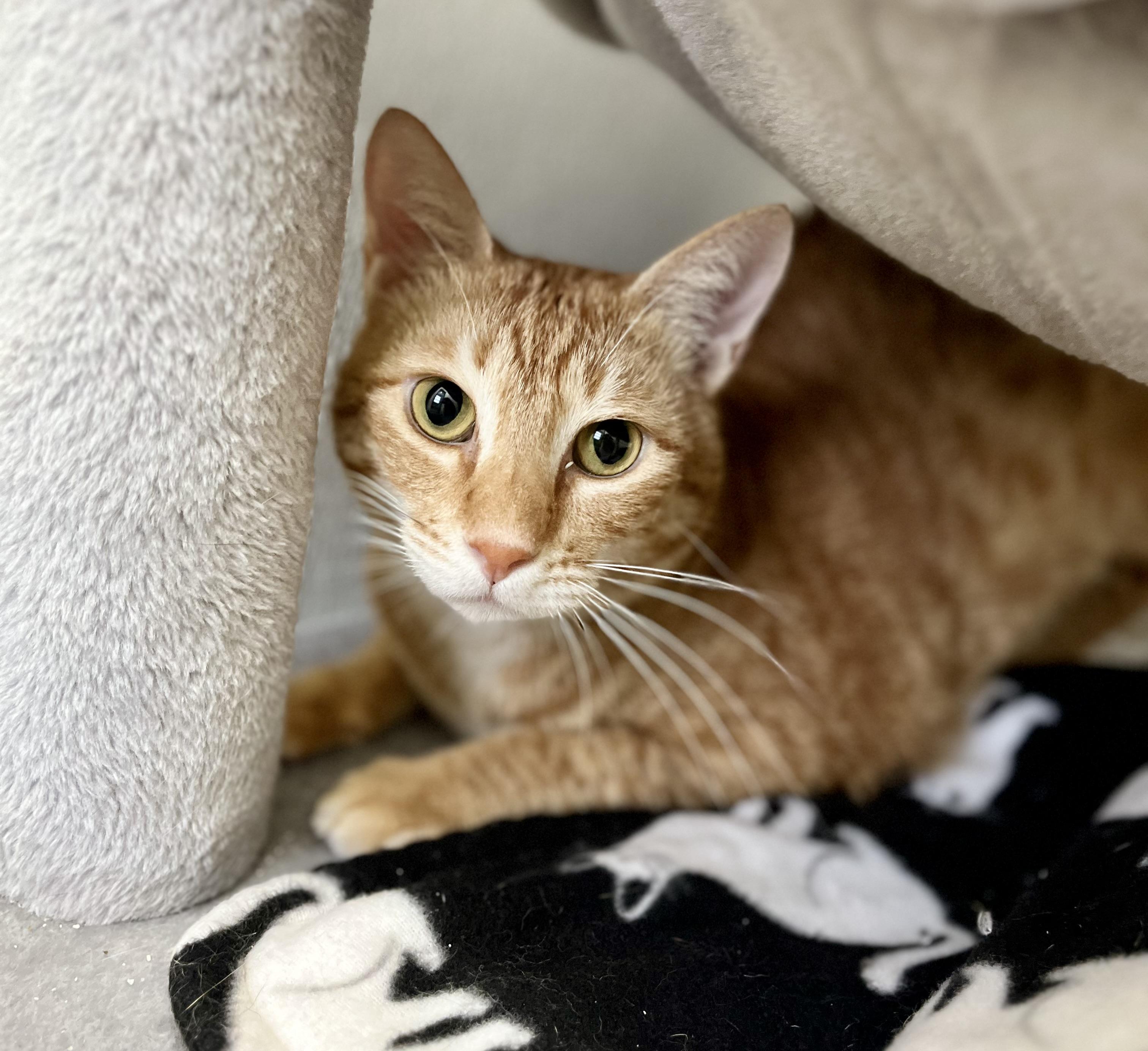 Georgina, a Adoptable Domestic Short Hair in Seville, OH image 2/2