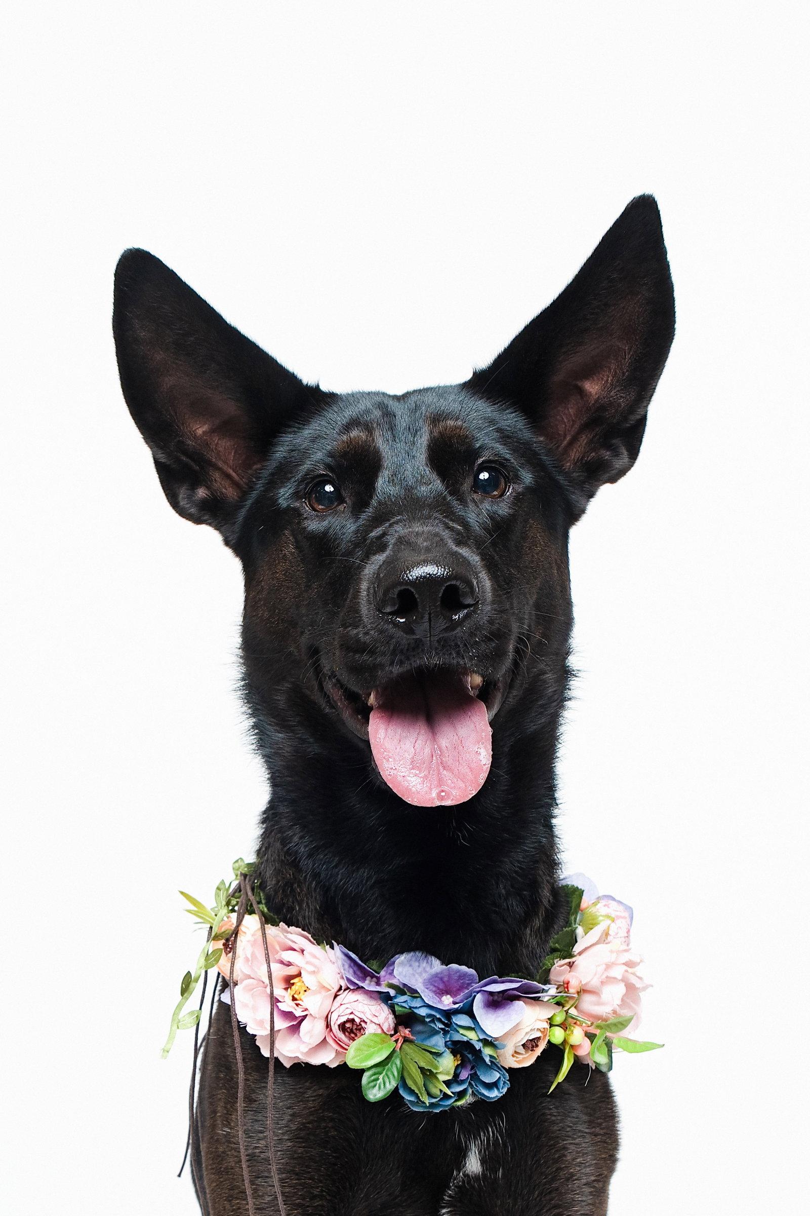 Forty, Adoptable, Young Female Shepherd & German Shepherd Dog.