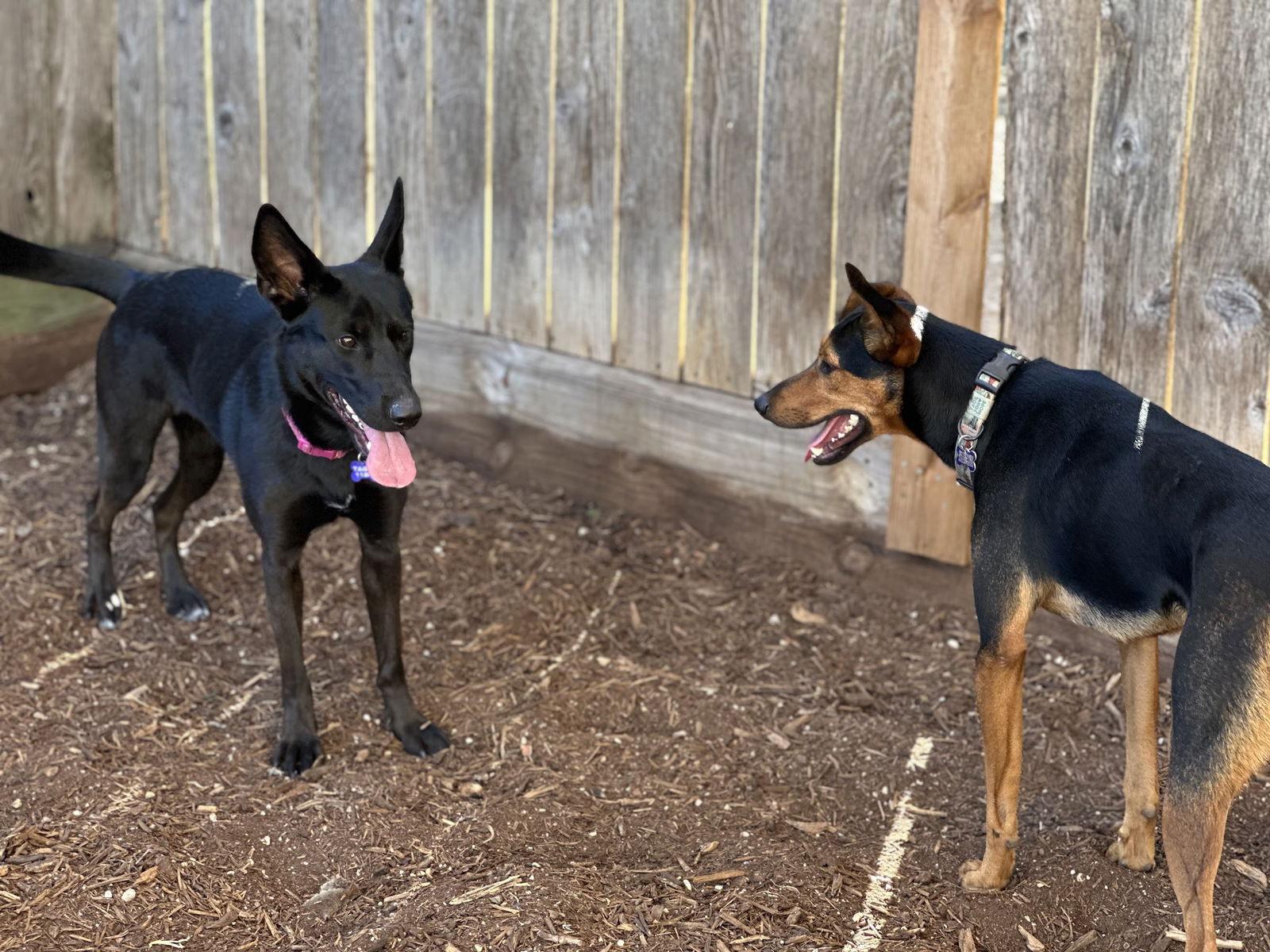 Forty, Adoptable, Puppy Female Shepherd & German Shepherd Dog.