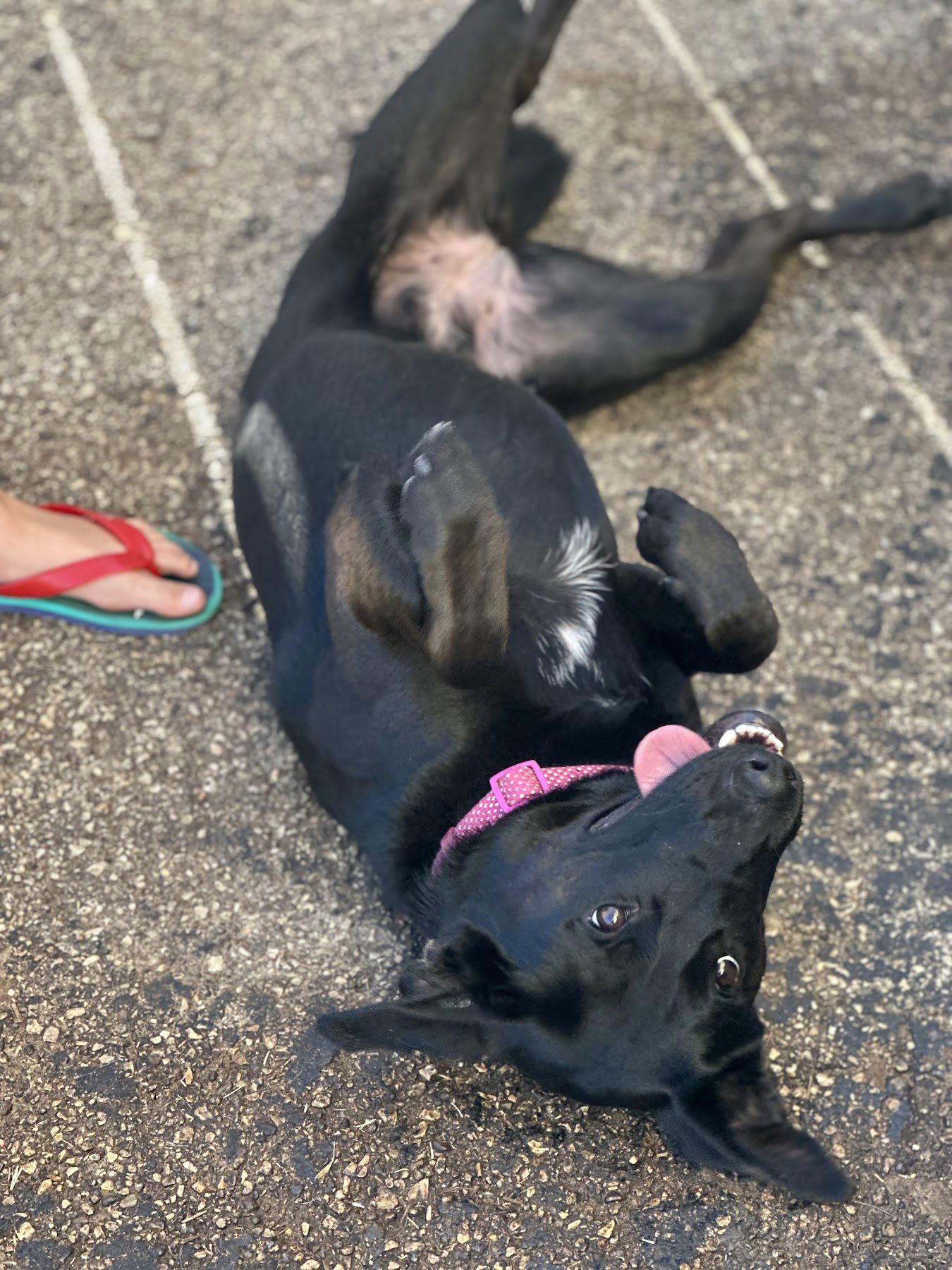 Enlarge Forty, a Adoptable mixed breed in Houston, TX image 2/3