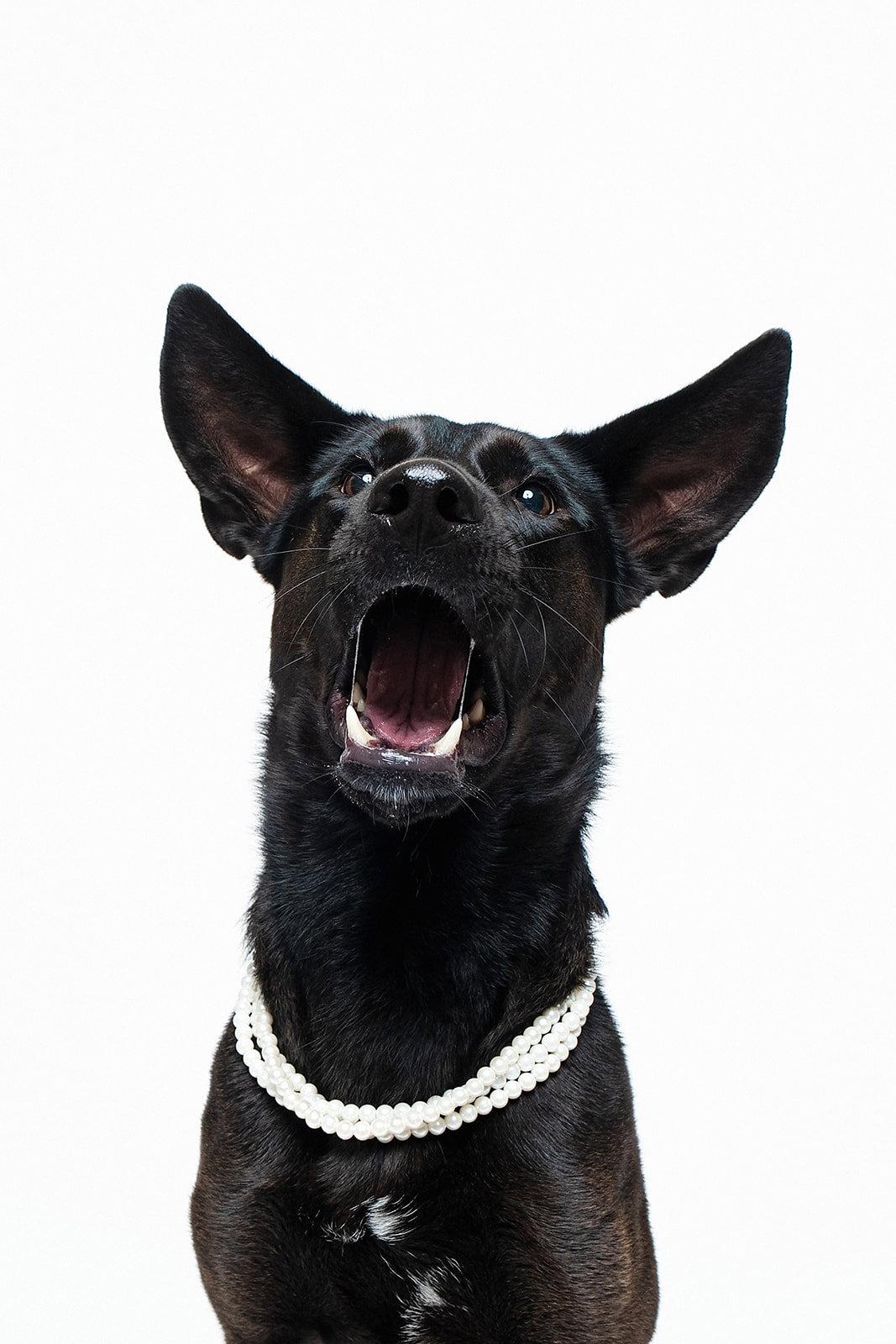 Enlarge Forty, a Adoptable mixed breed in Houston, TX image 2/3