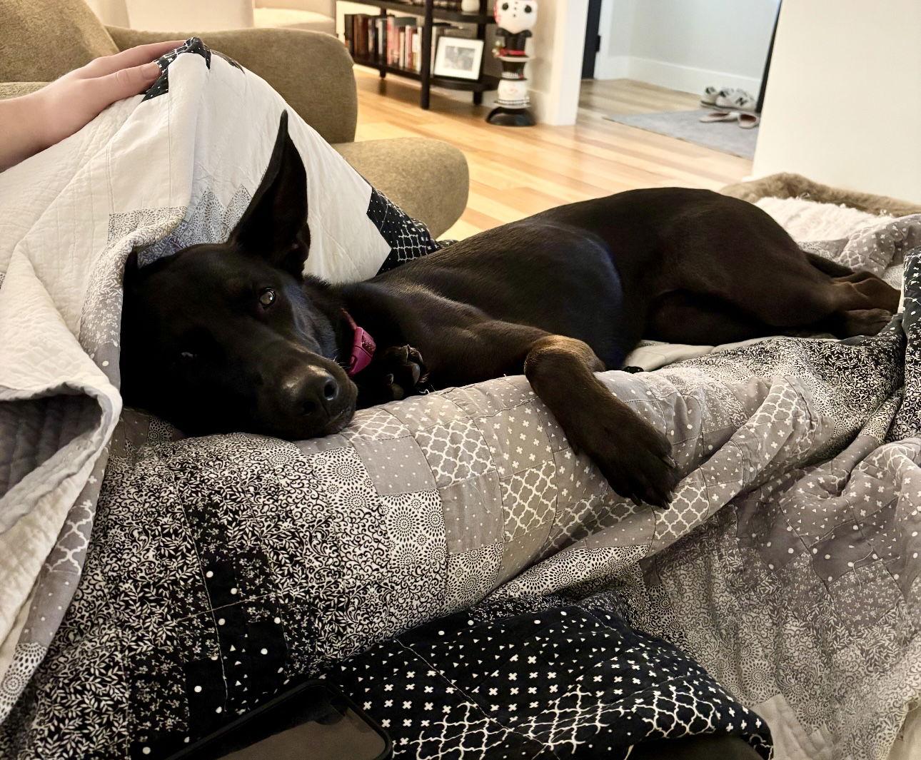 Enlarge Forty, a Adoptable mixed breed in Houston, TX image 2/3