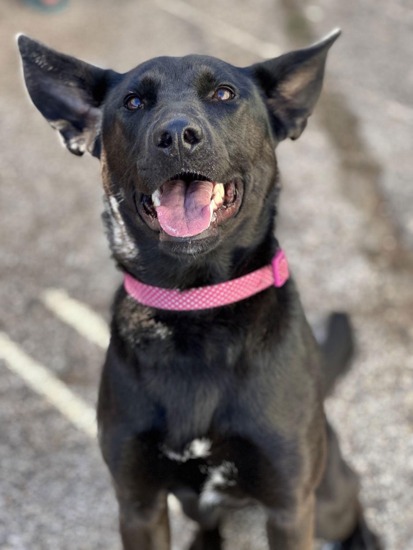 Enlarge Forty, a Adoptable mixed breed in Houston, TX image 3/3