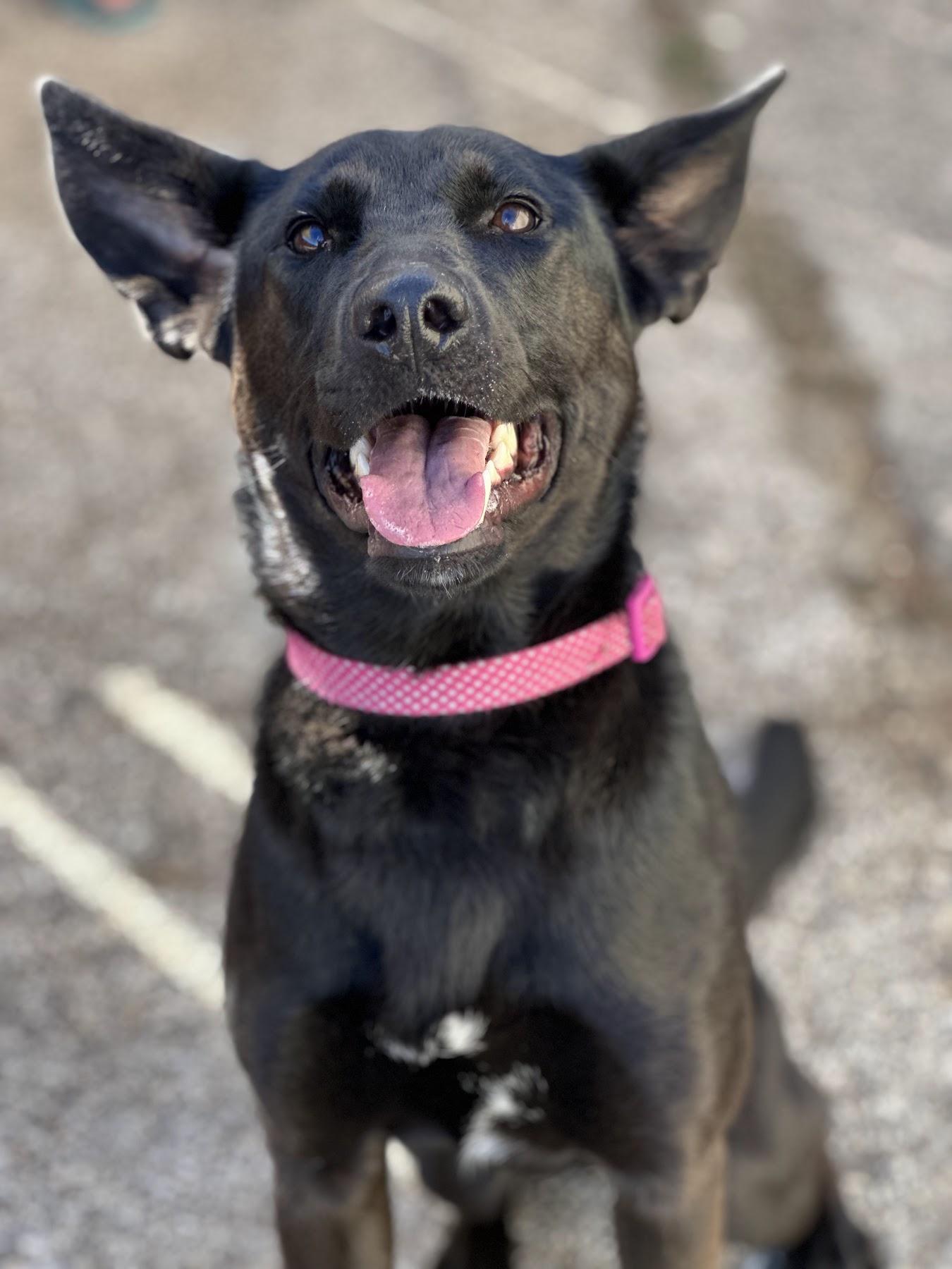 Enlarge Forty, a Adoptable mixed breed in Houston, TX image 3/3