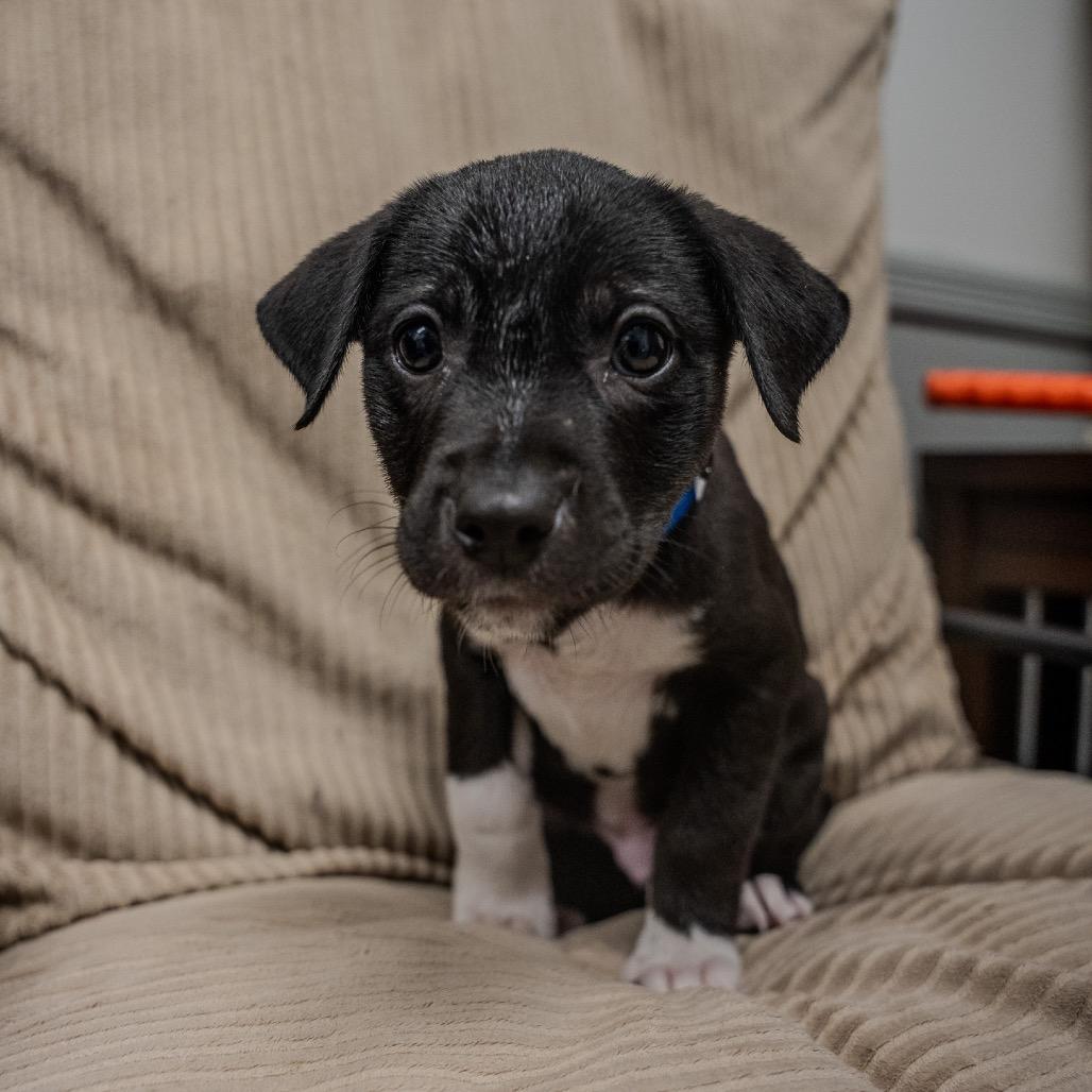 Enlarge Mikey, a Adoptable mixed breed in Pawling, NY image 1/6