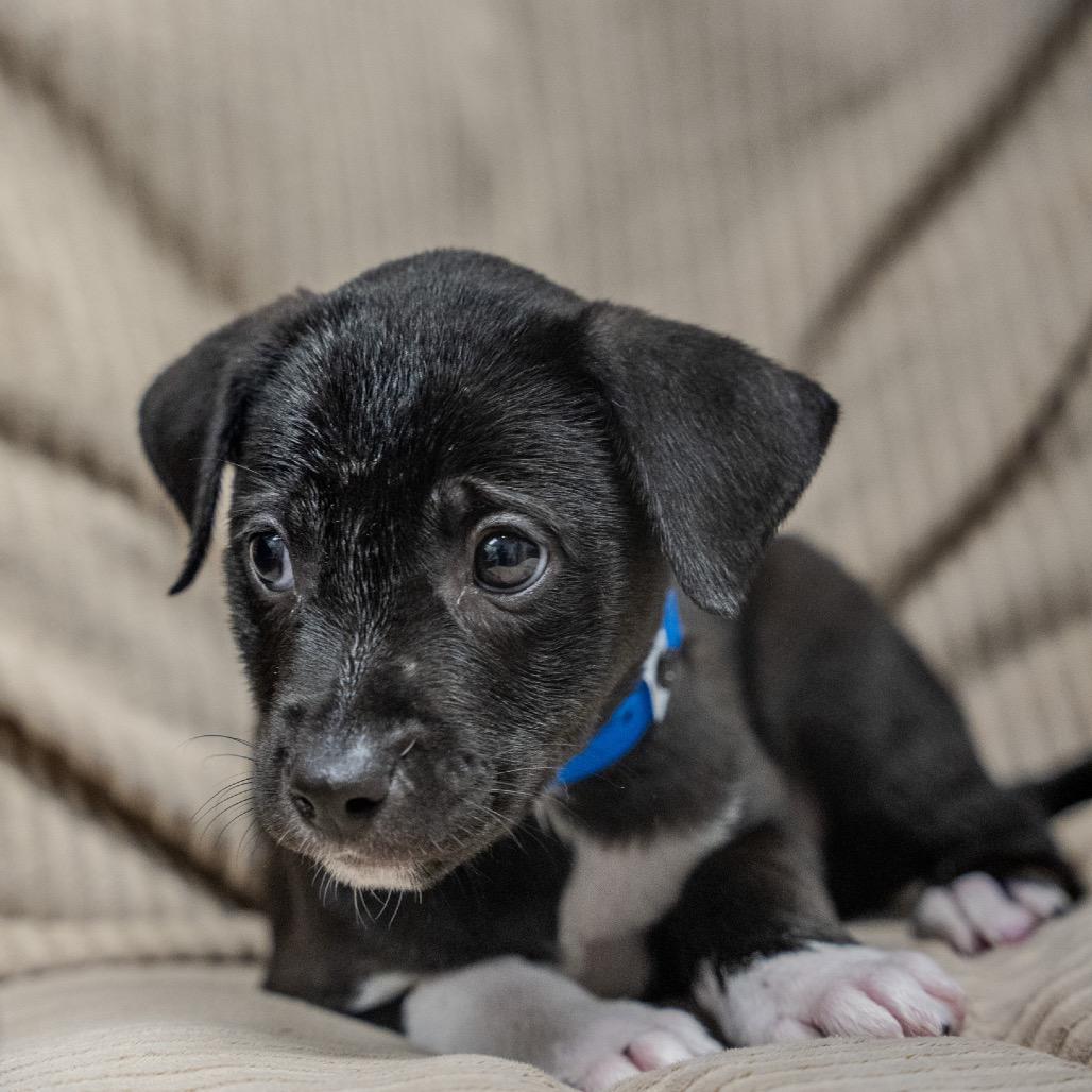 Enlarge Mikey, a Adoptable mixed breed in Pawling, NY image 2/6