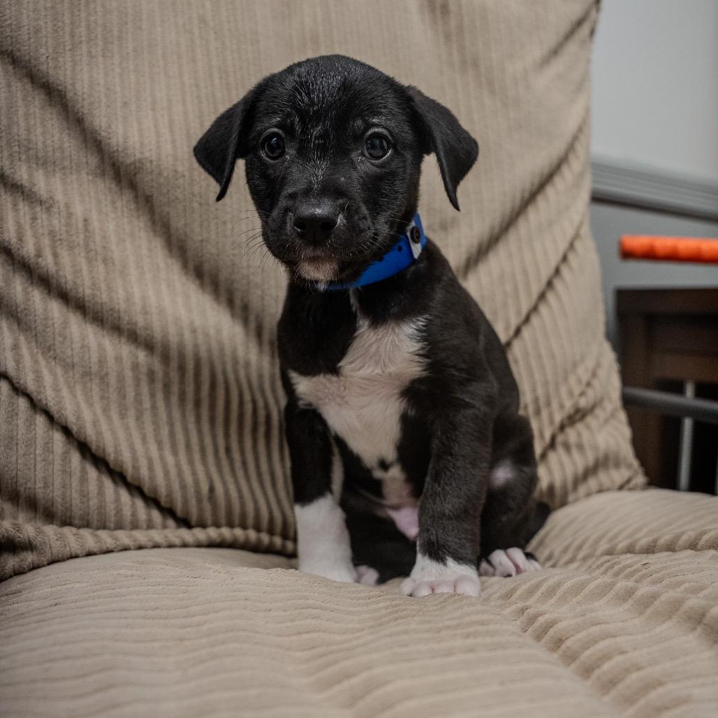 Enlarge Mikey, a Adoptable mixed breed in Pawling, NY image 3/6
