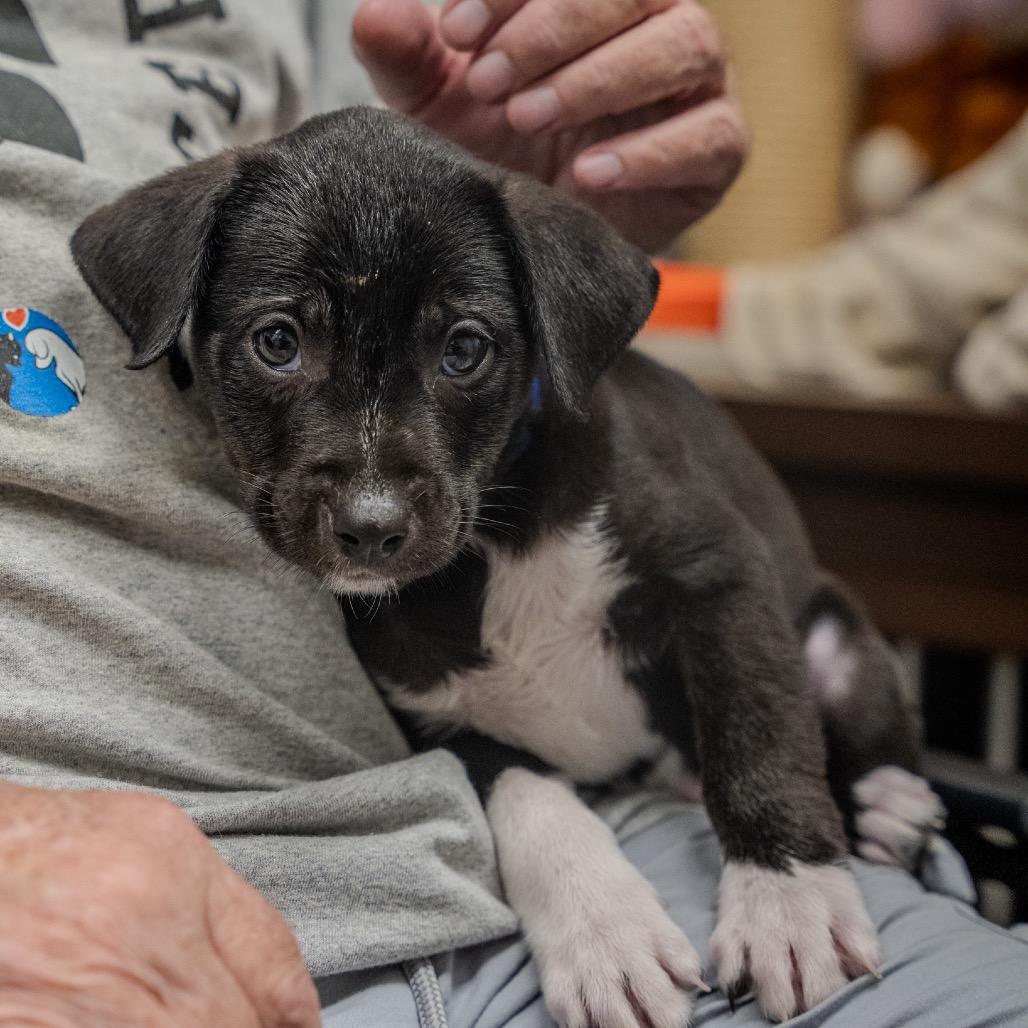 Enlarge Mikey, a Adoptable mixed breed in Pawling, NY image 4/6
