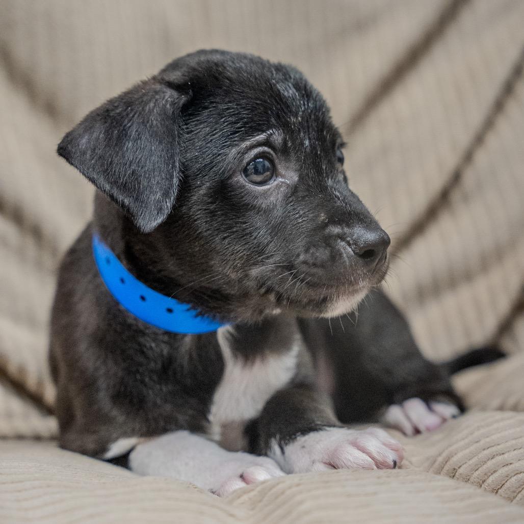 Enlarge Mikey, a Adoptable mixed breed in Pawling, NY image 5/6