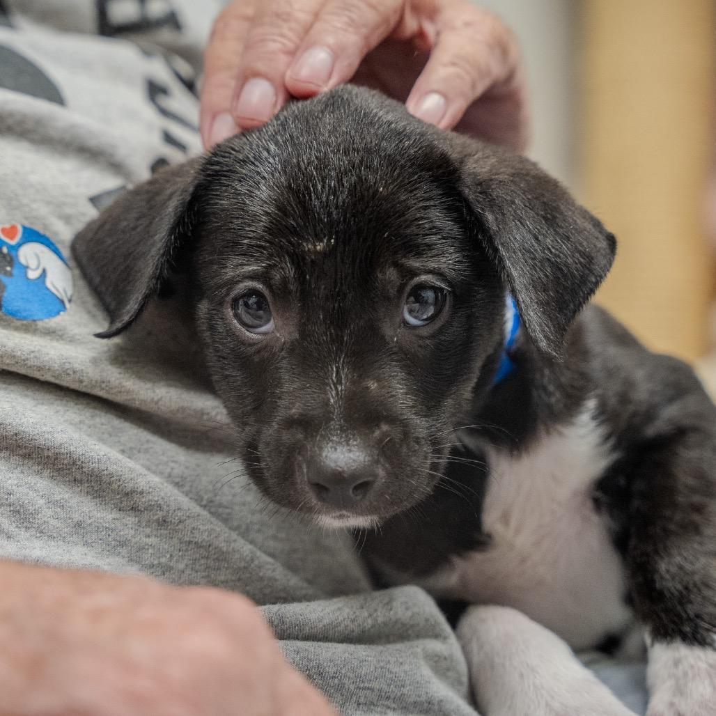 Enlarge Mikey, a Adoptable mixed breed in Pawling, NY image 6/6