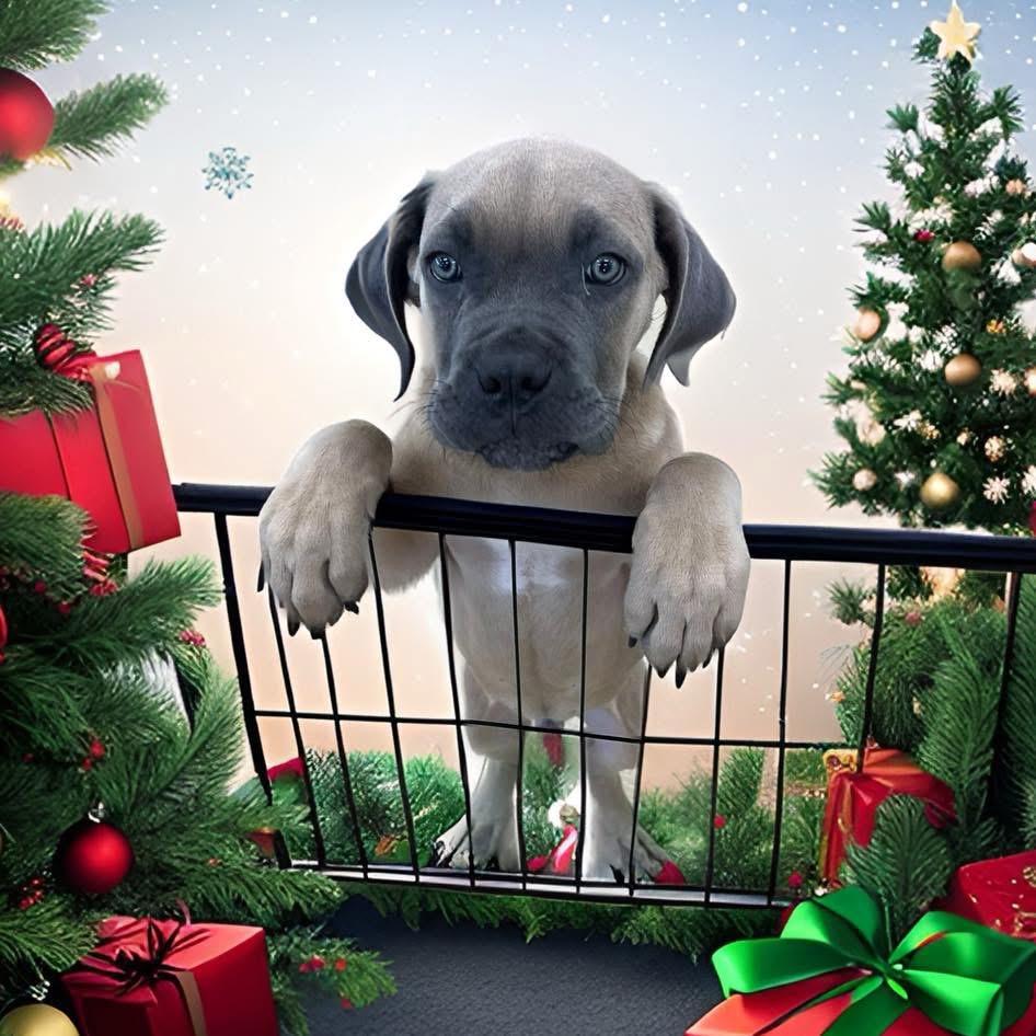 Enlarge Kringle, an adopted Cane Corso in Mohegan Lake, NY image 1/1