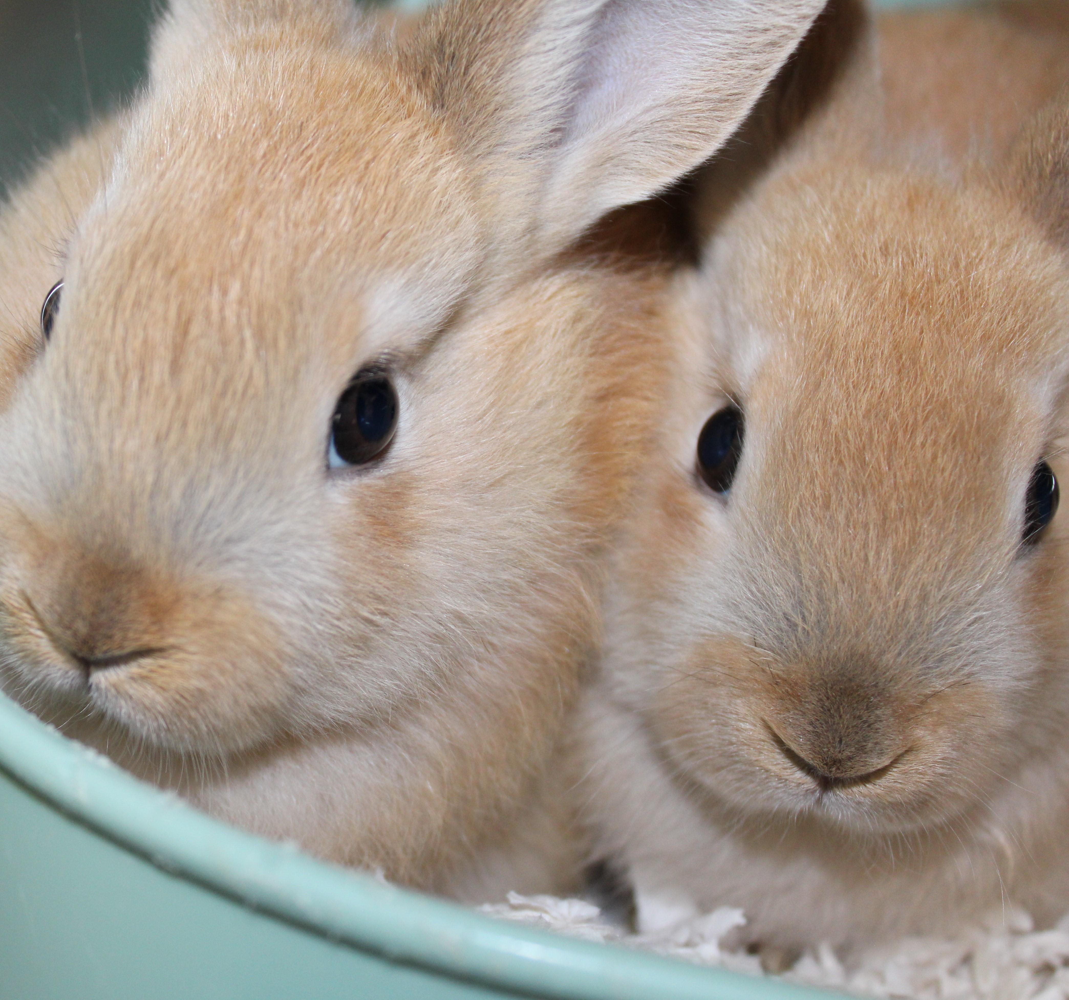 Copper, Adoptable, Baby Male Bunny Rabbit.