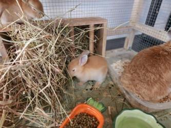 Enlarge Copper, a Adoptable Bunny Rabbit in Mississauga, ON image 2/2