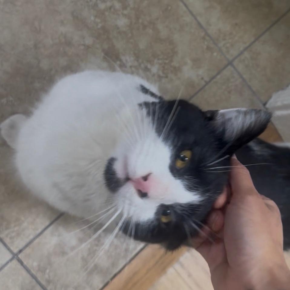 Buster — thumbnail 2