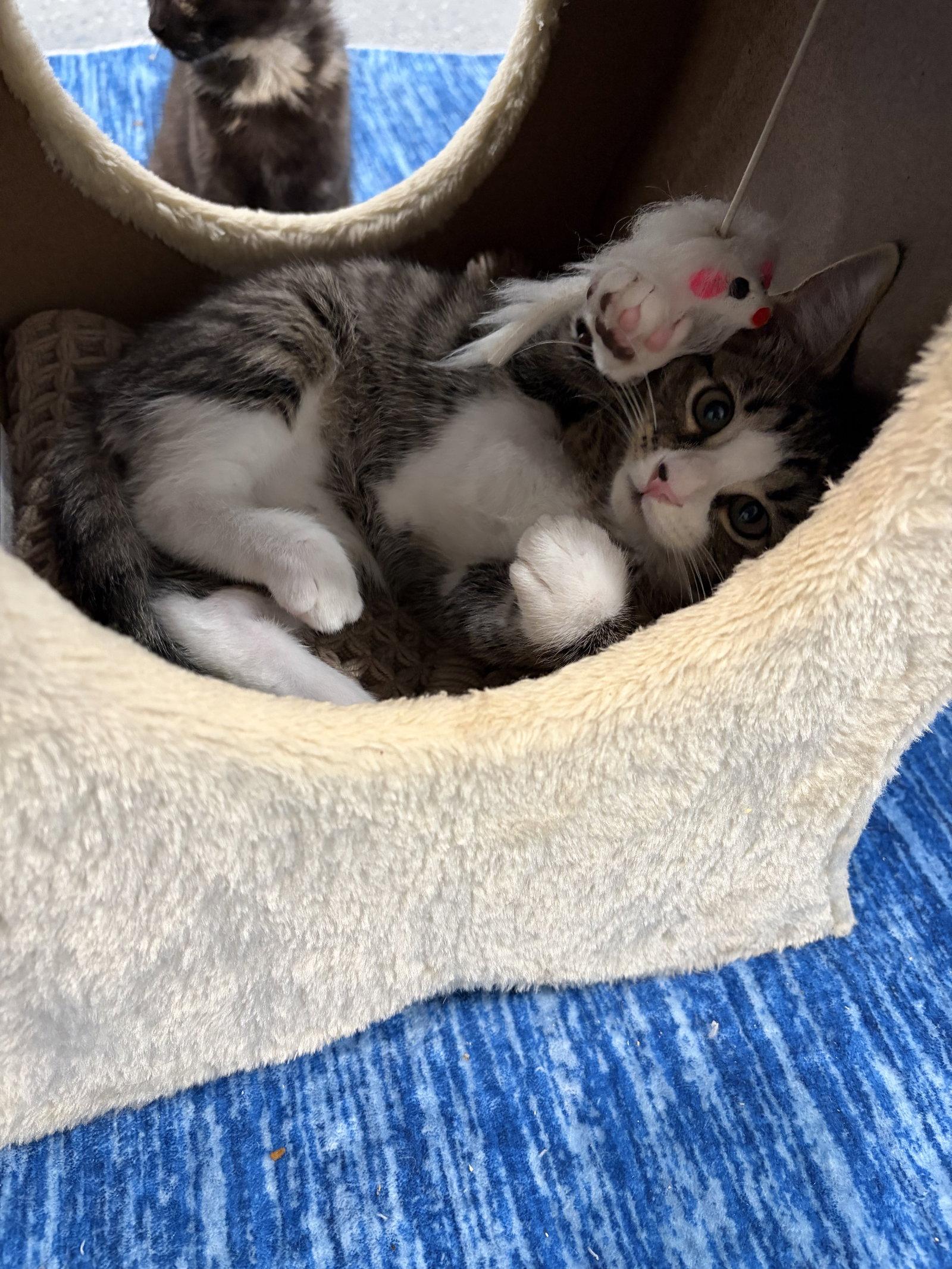Tooter, Adopted, Kitten Female Domestic Short Hair.