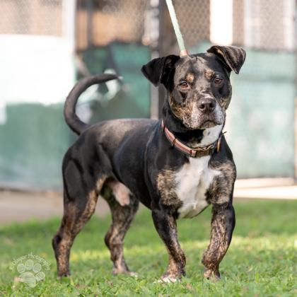 Baxter, Adoptable, Adult Male Terrier & Mixed Breed.