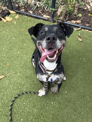 Enlarge Baxter, a Adoptable mixed breed in Honolulu, HI image 2/3