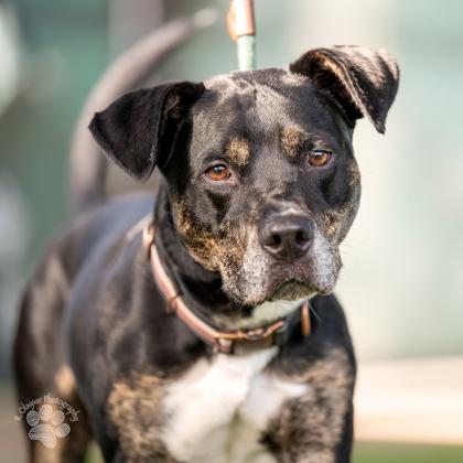 Enlarge Baxter, a Adoptable mixed breed in Honolulu, HI image 3/3