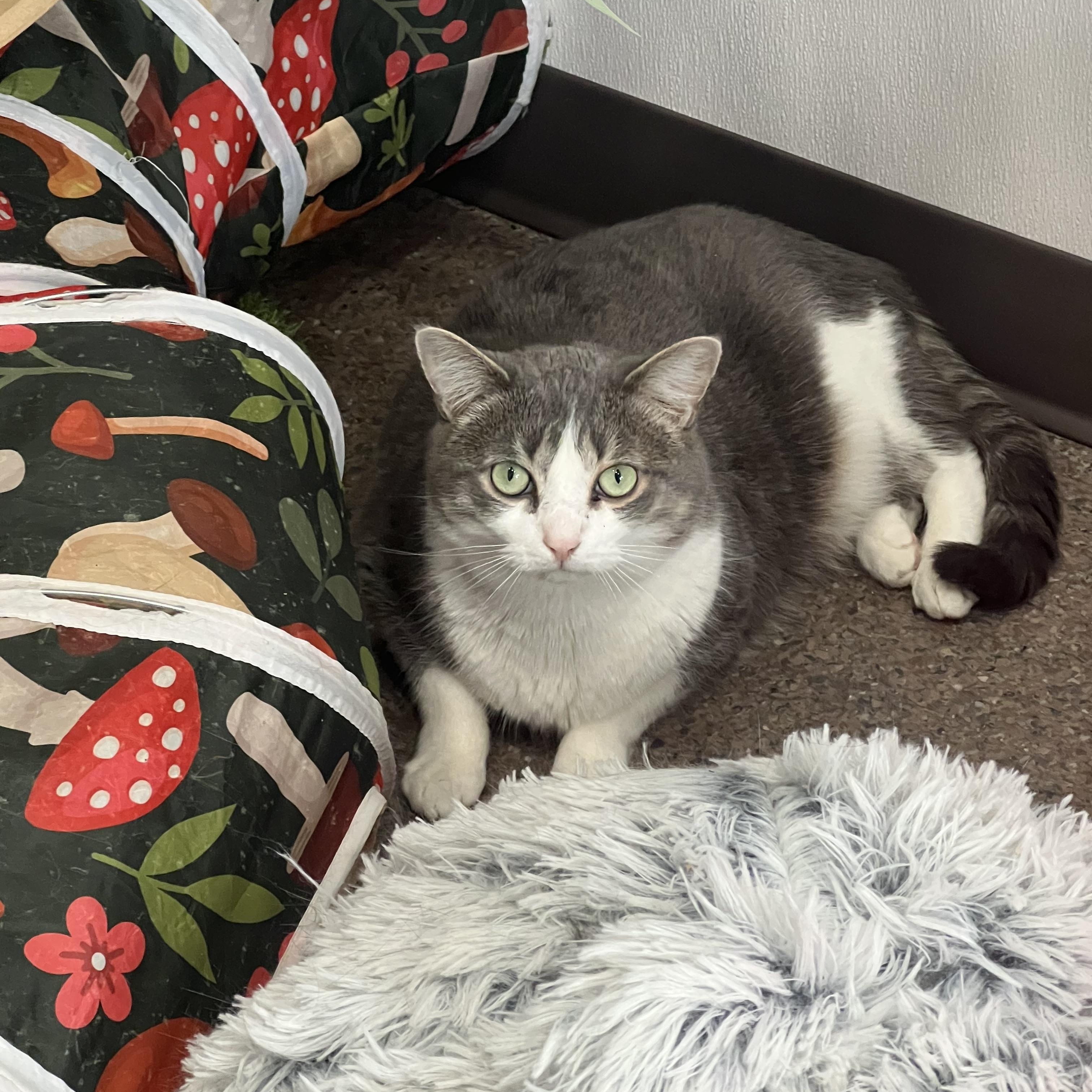 Enlarge Ziggy, a Adoptable Domestic Short Hair in Sault Sainte Marie, MI image 1/1