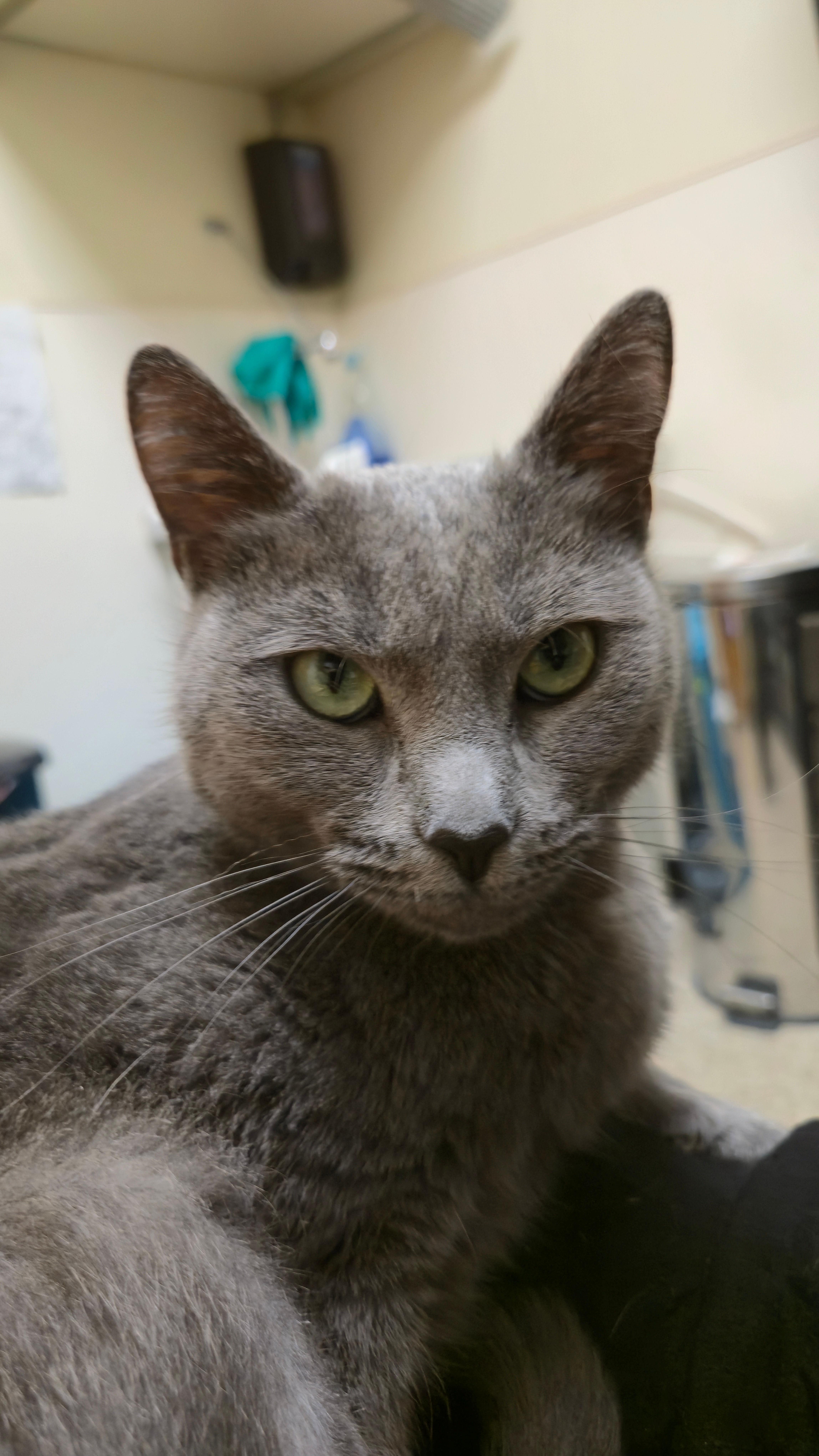 Jolee, an adopted Domestic Short Hair in Melrose, MA image 3/6