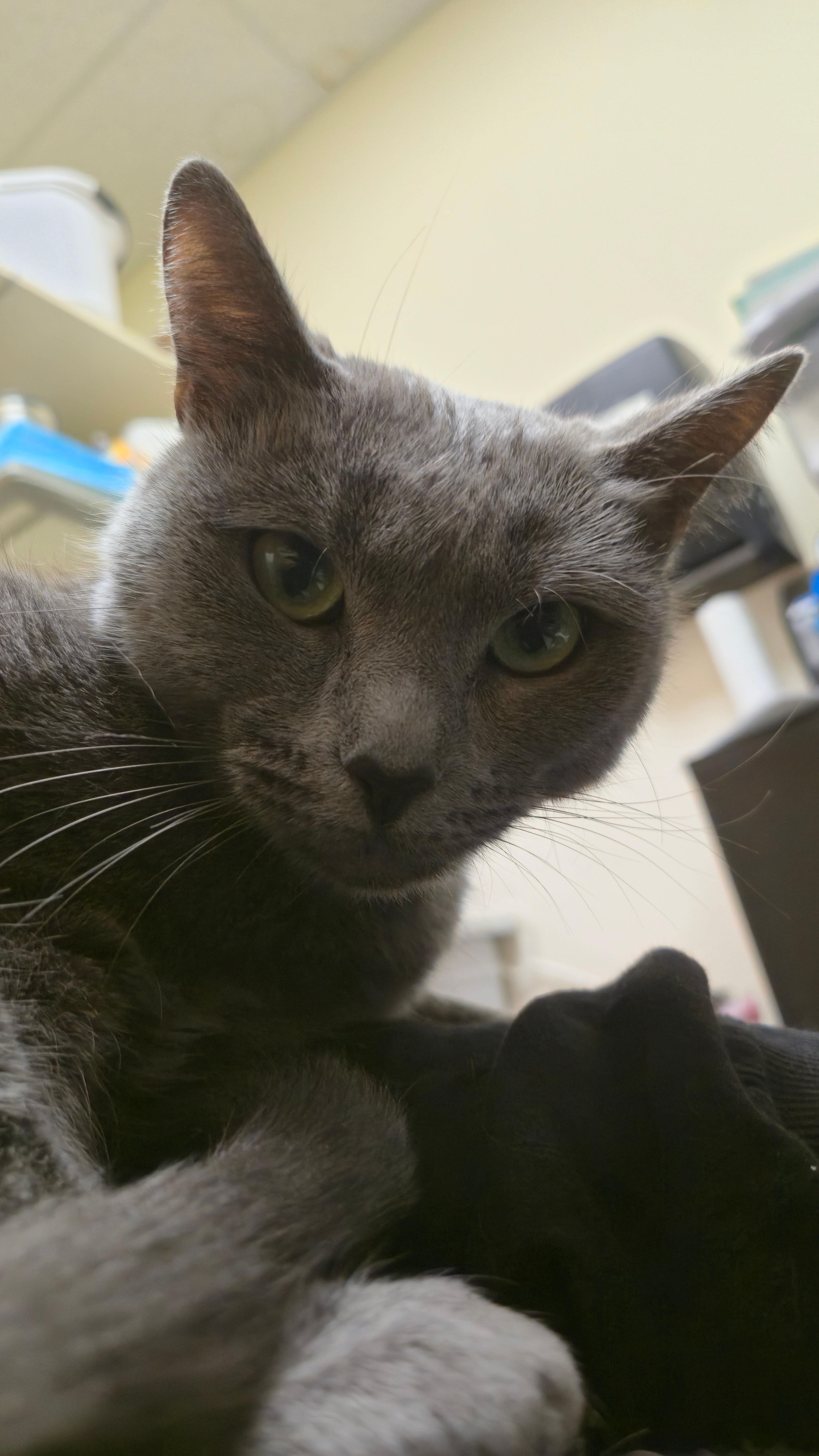 Jolee, an adopted Domestic Short Hair in Melrose, MA image 4/6