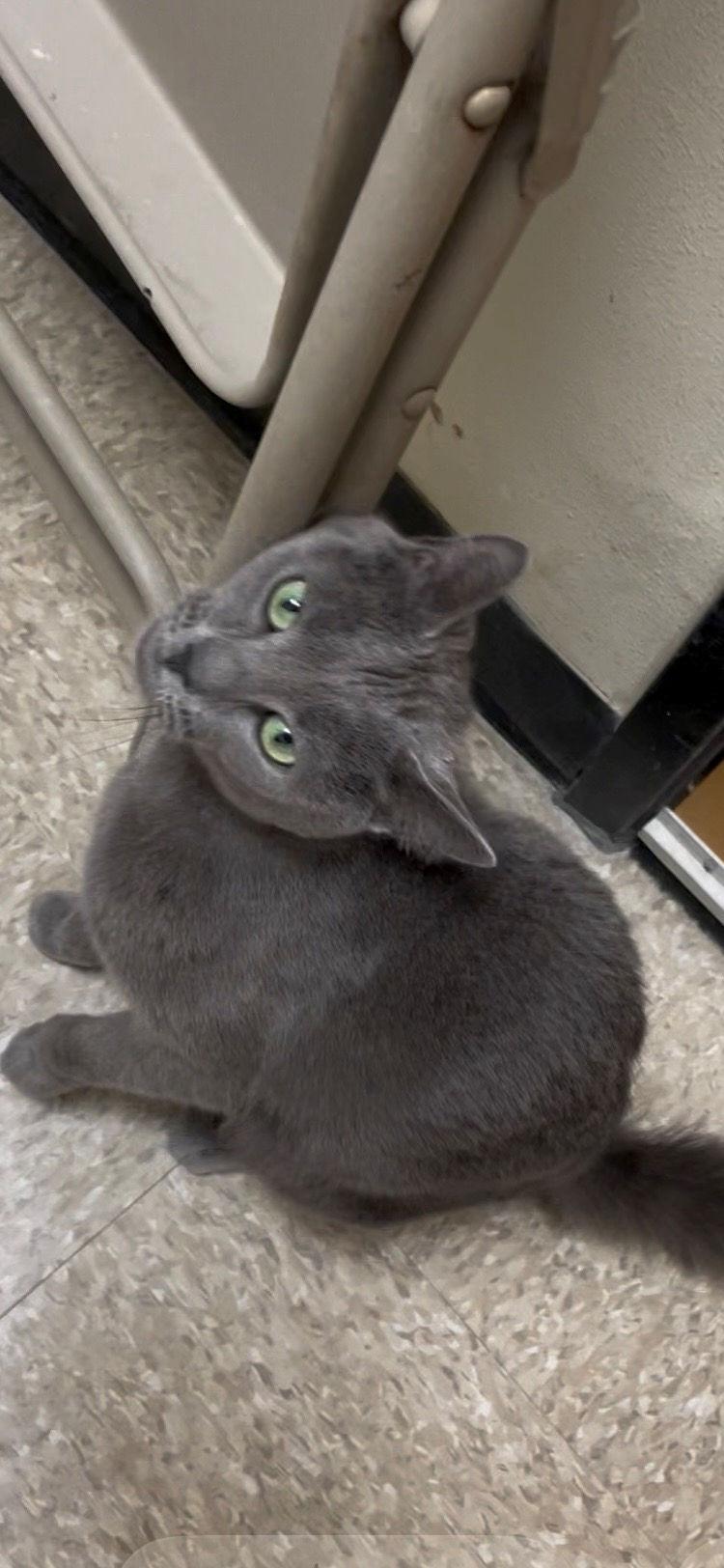 Jolee, an adopted Domestic Short Hair in Melrose, MA image 2/6