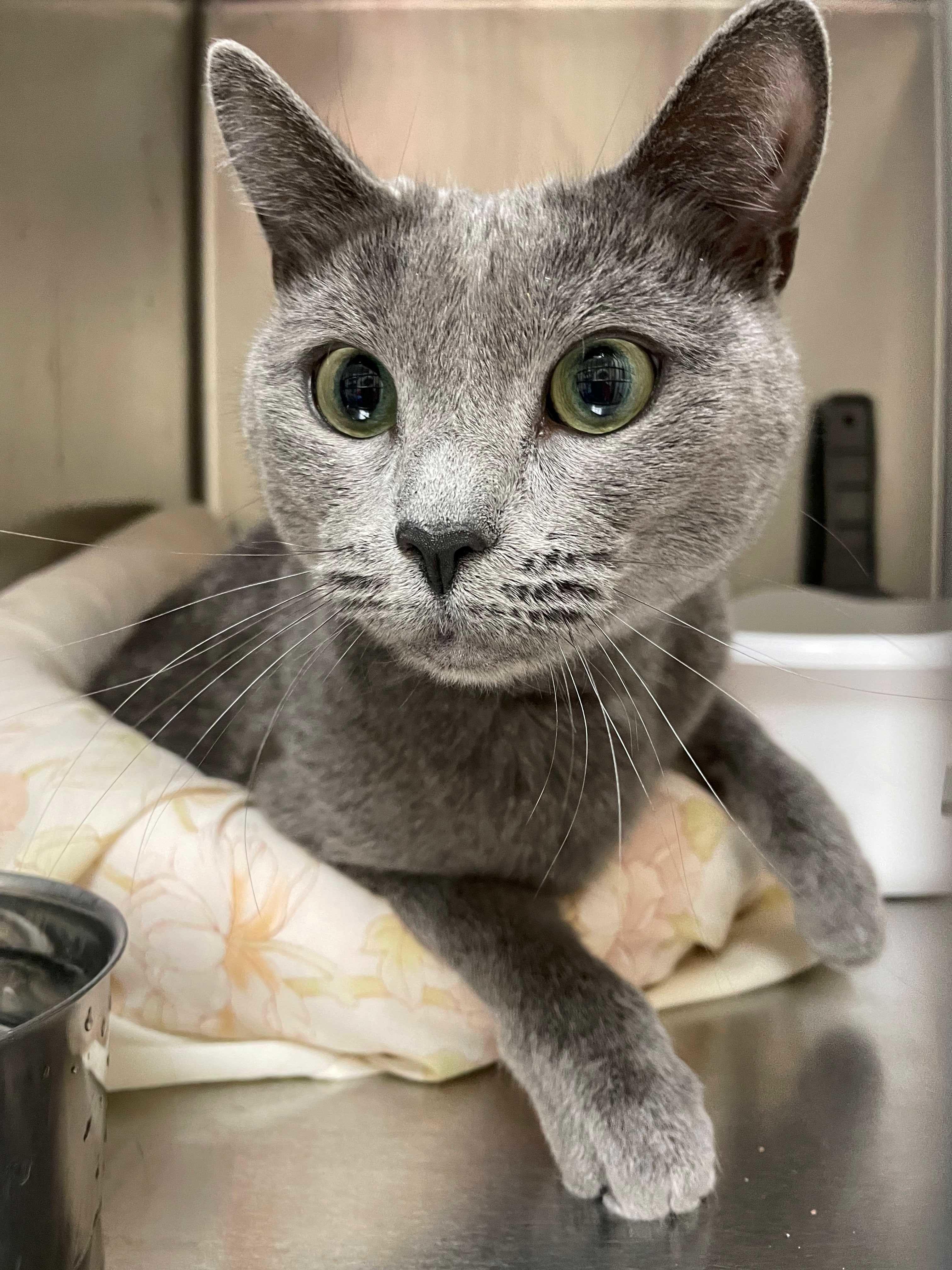 Jolee, adopted, Young Female Domestic Short Hair.