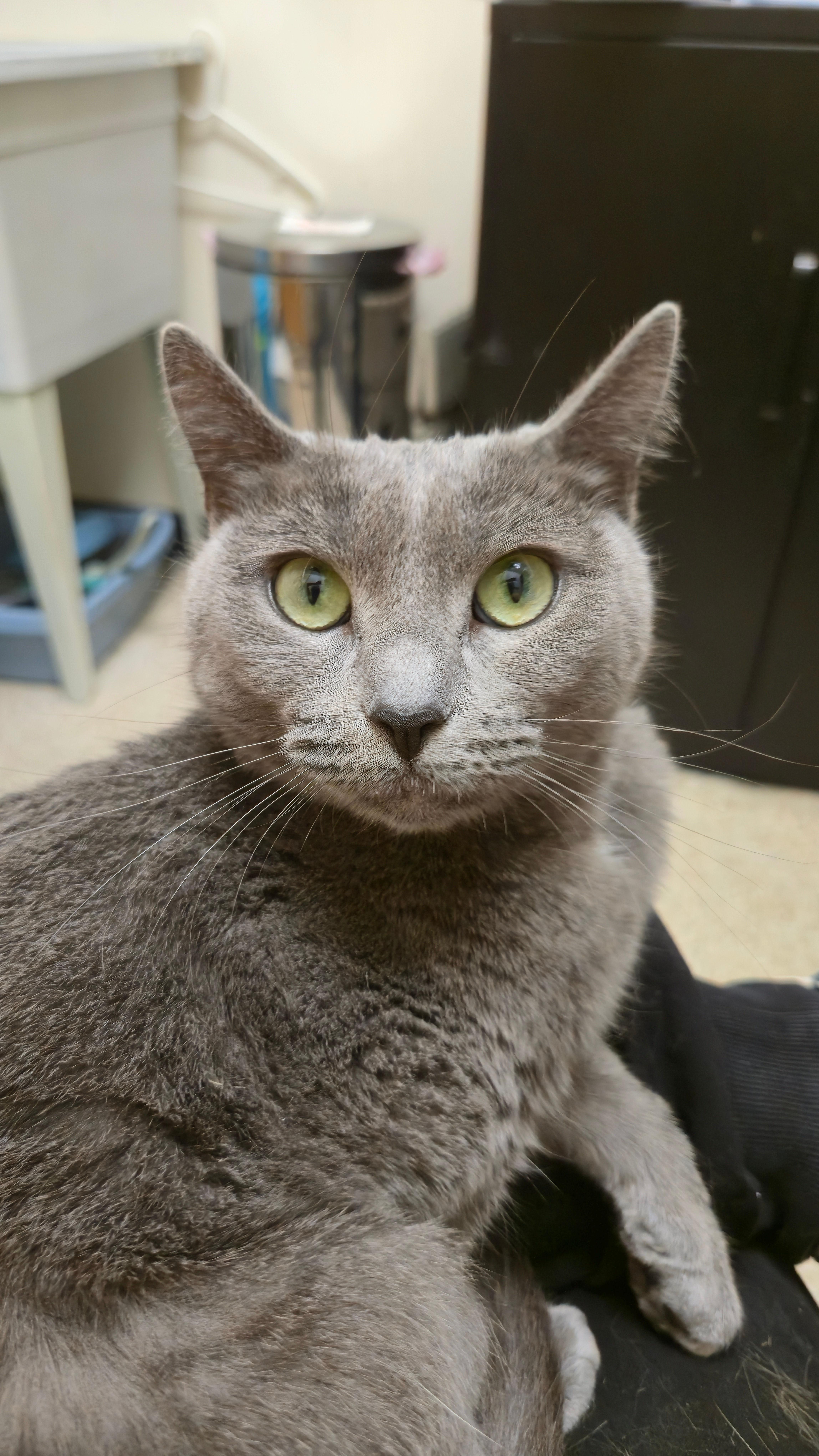 Jolee, an adopted Domestic Short Hair in Melrose, MA image 5/6