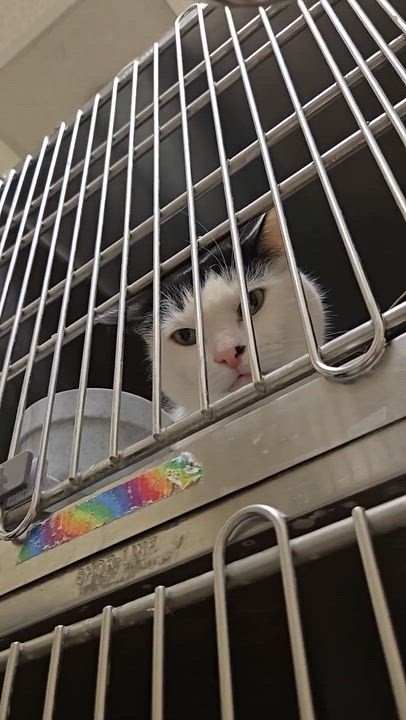 Enlarge Jolee, an adopted Domestic Short Hair in Melrose, MA video 6/6