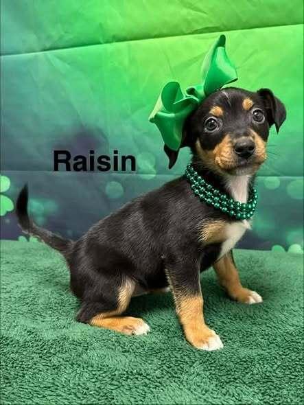 Raisin, Adoptable, Puppy Female Australian Shepherd.