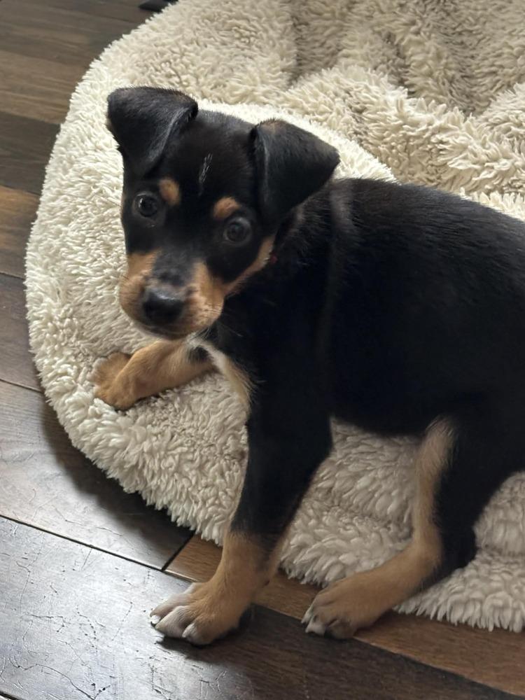 Enlarge Raisin, a Adoptable mixed breed in Springdale, PA image 2/6